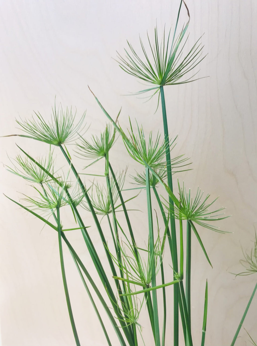 Cyperus Haspan (dwergpapyrus)
