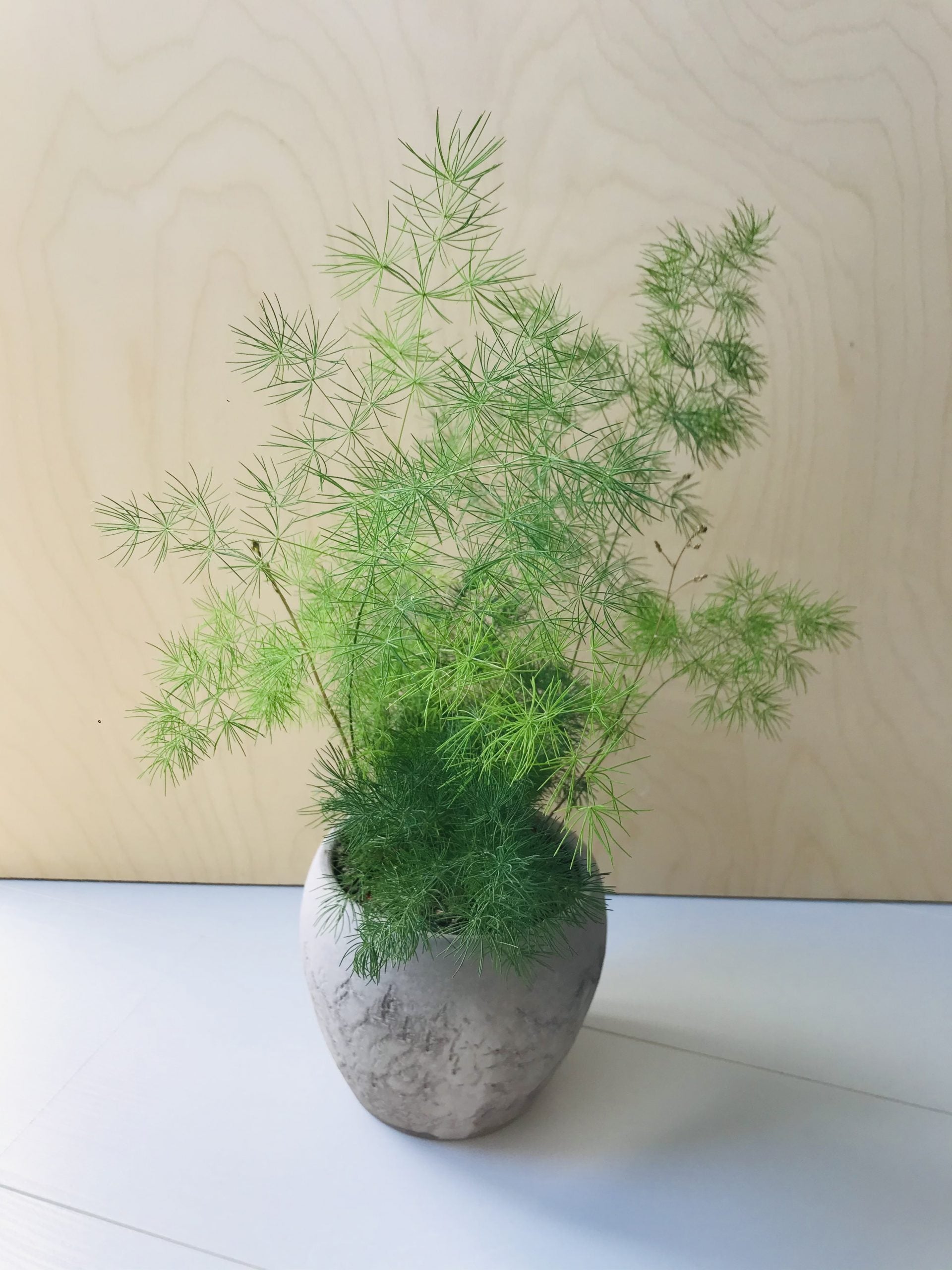 Asparagus Myriocladus (sierasperge)