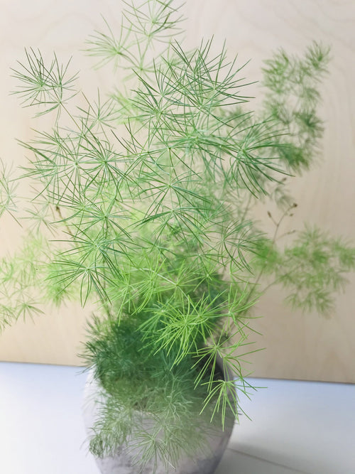 Asparagus Myriocladus (sierasperge)