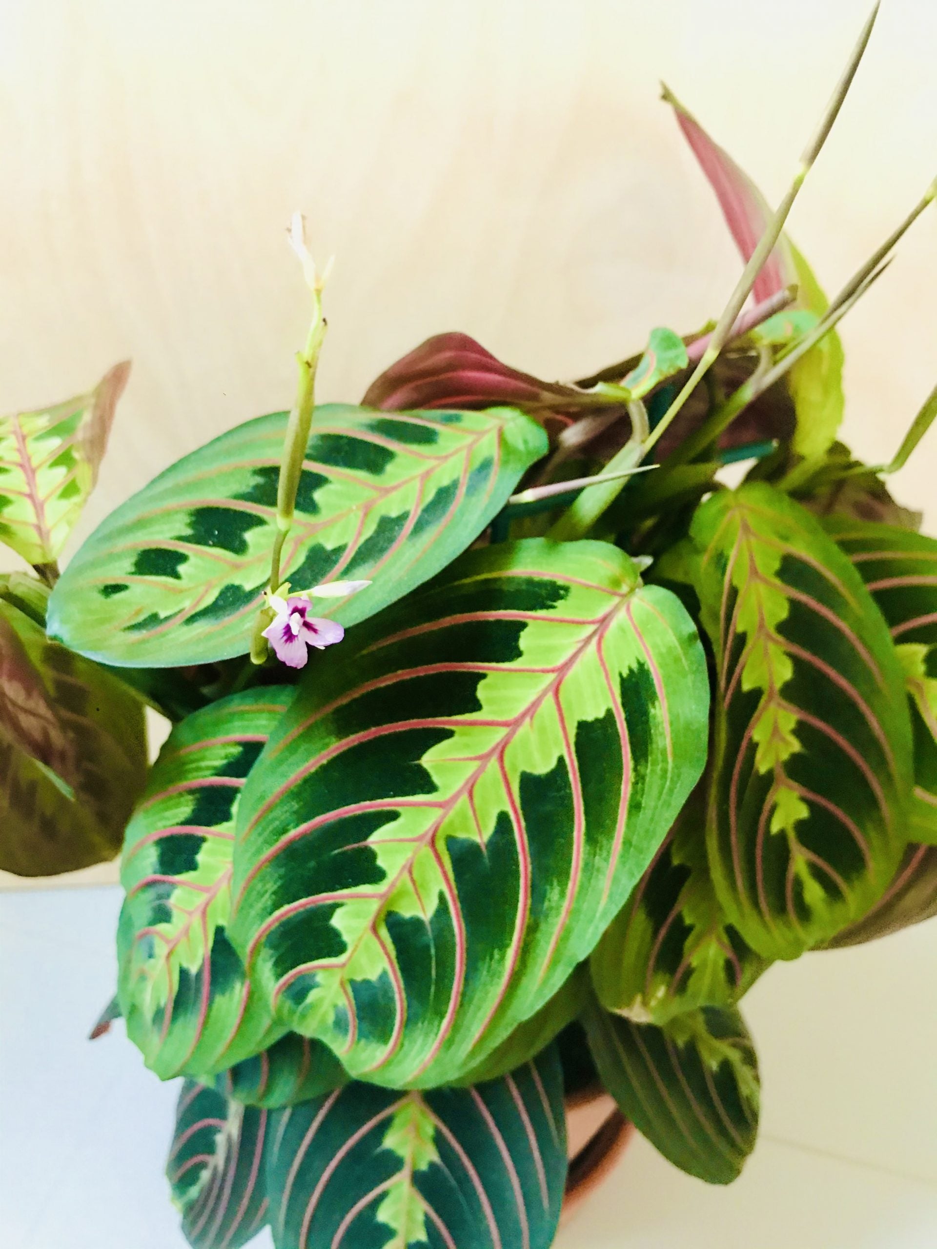 Maranta Leuconeura 'Fascinator Tricolor'