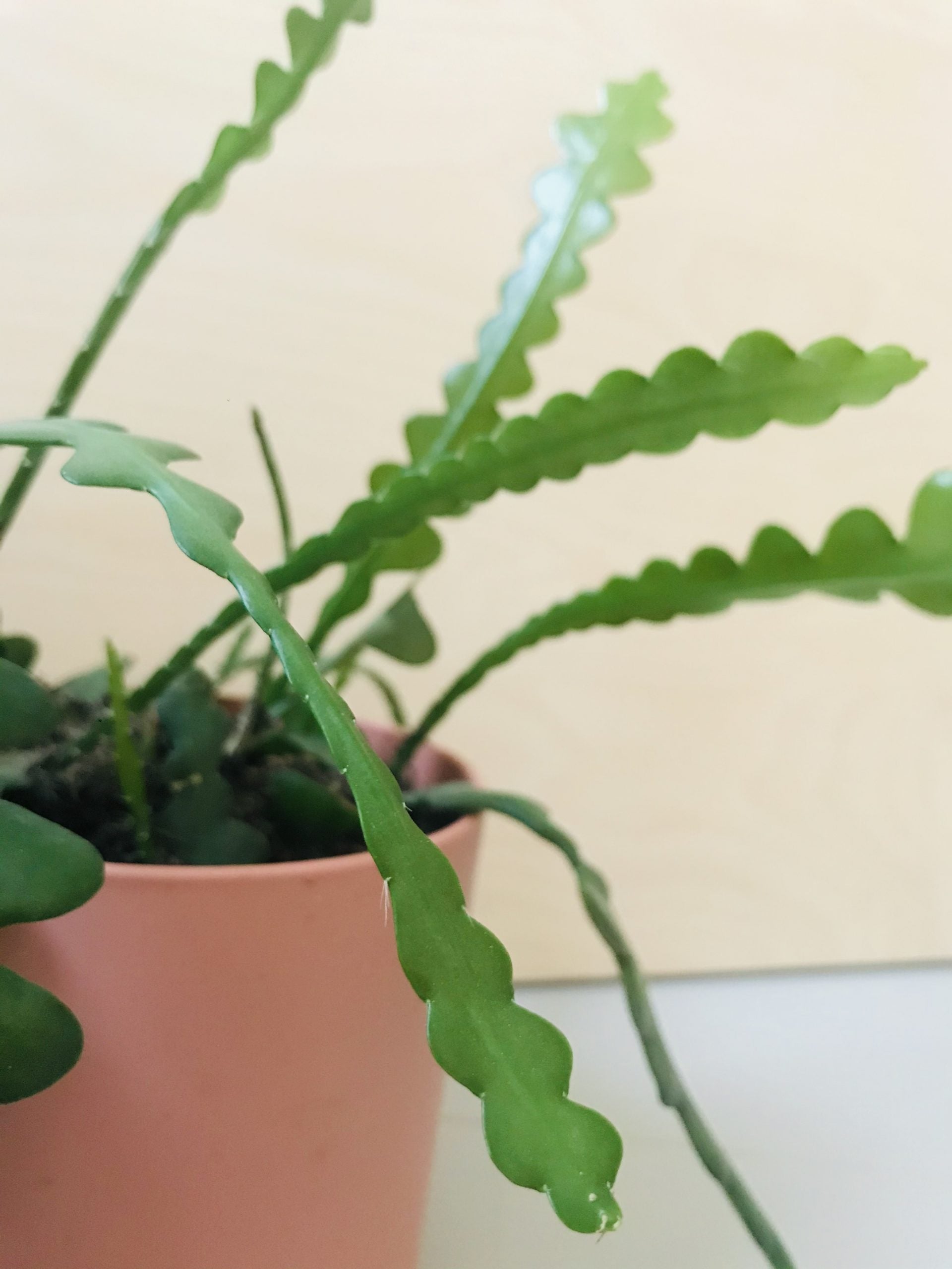 Epiphyllum Anguliger (zaagcactus)