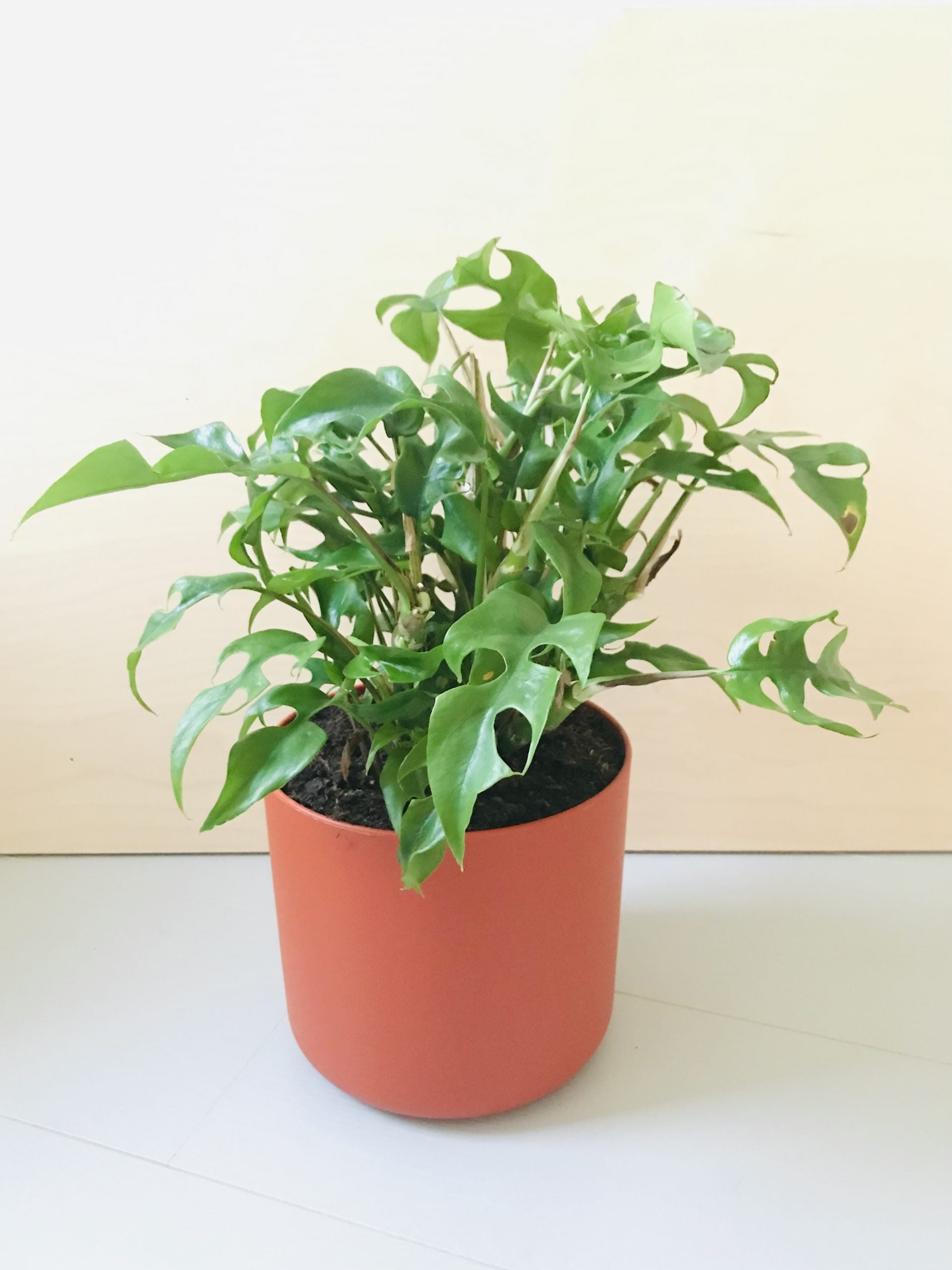 Philodendron Trophy