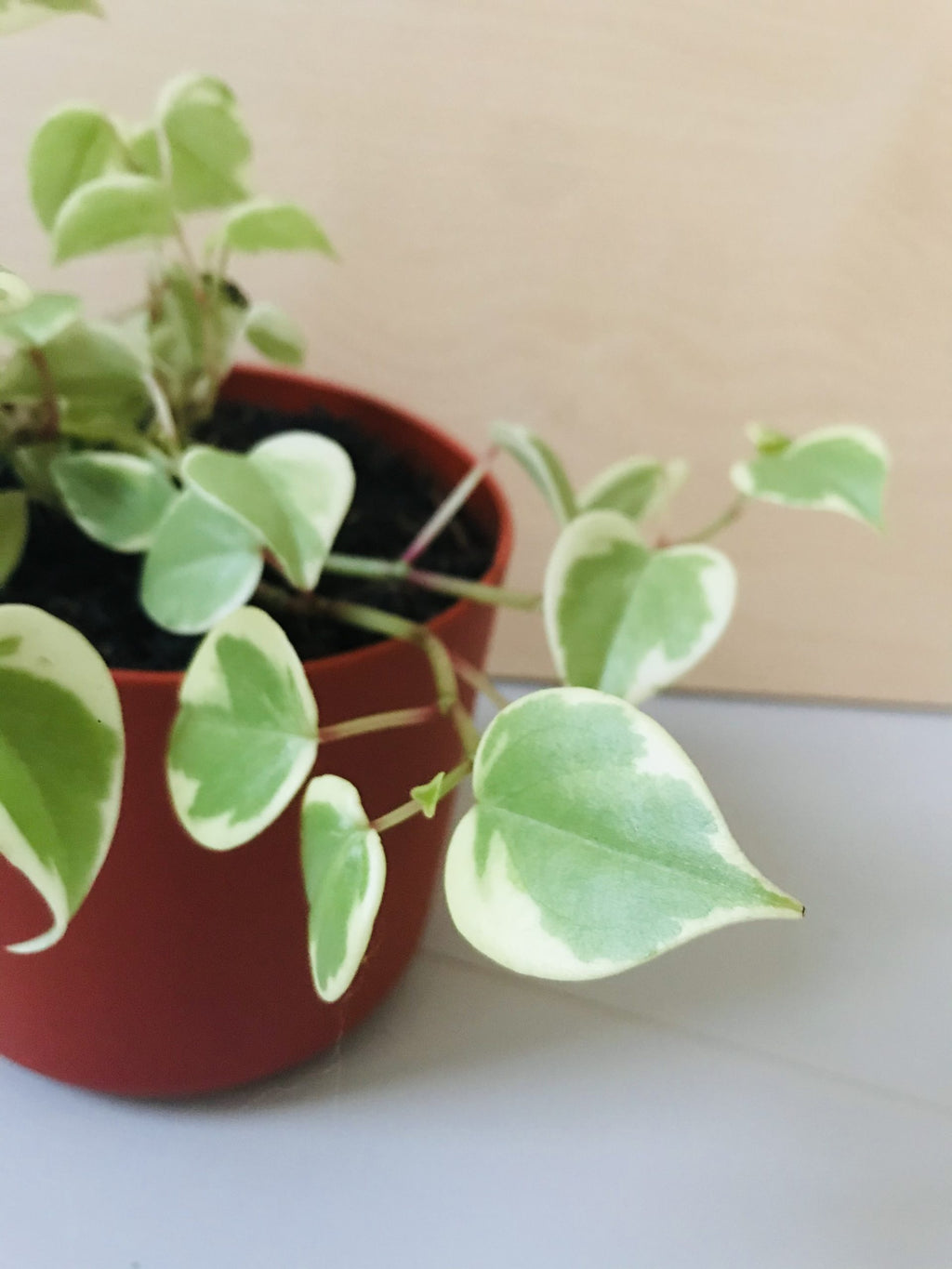 Peperomia Scandens Variegata