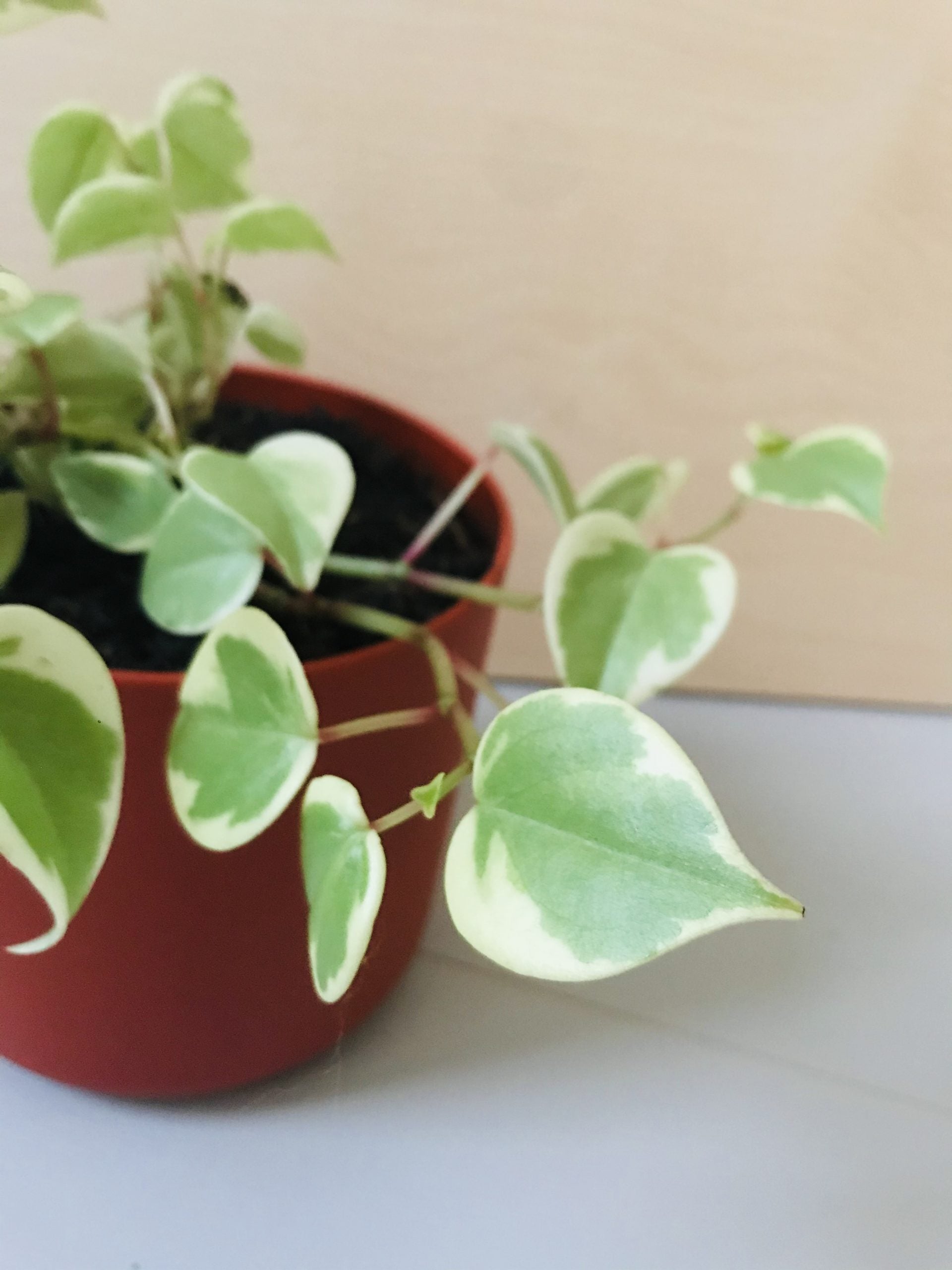 Peperomia Scandens Variegata