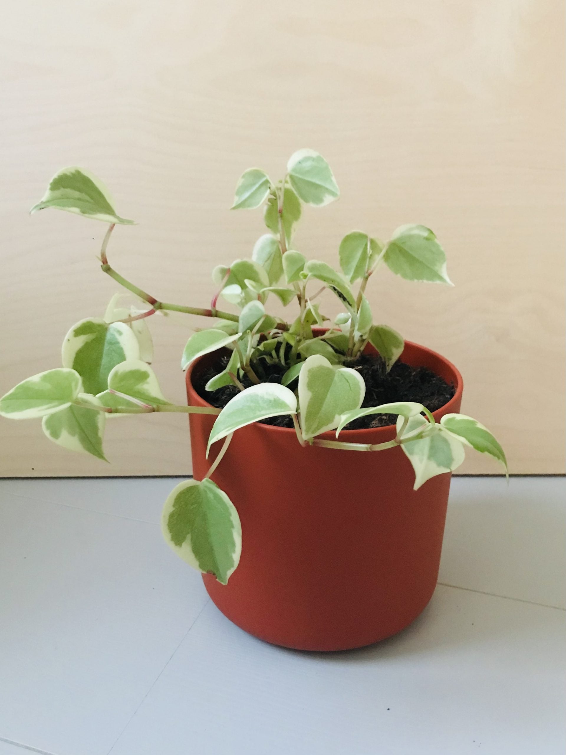 Peperomia Scandens Variegata