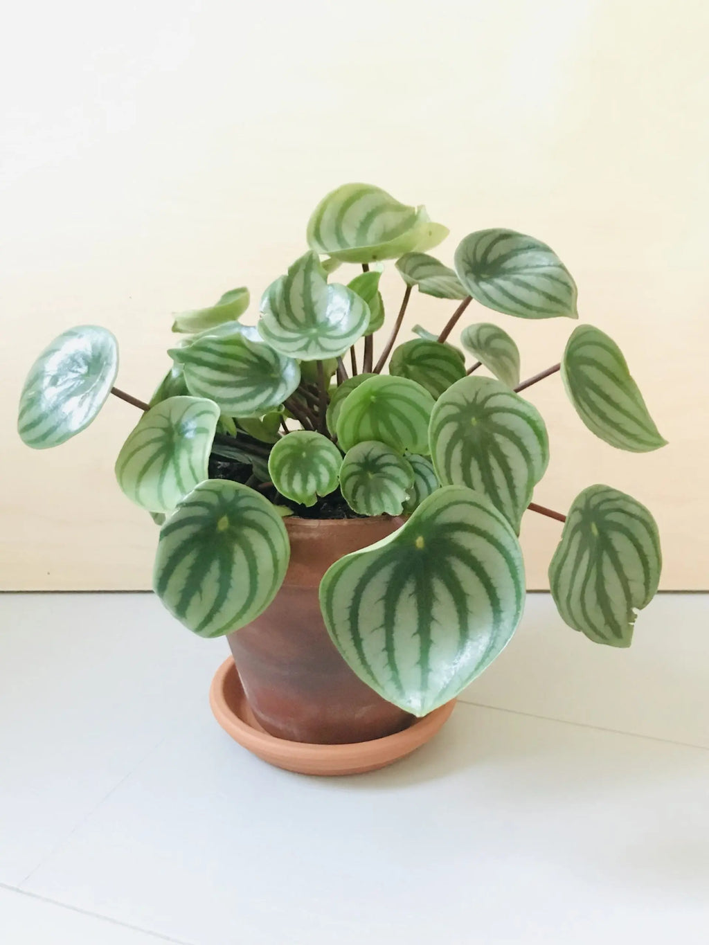 Peperomia Argyreia (watermelon)