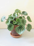 Peperomia Argyreia (watermelon)