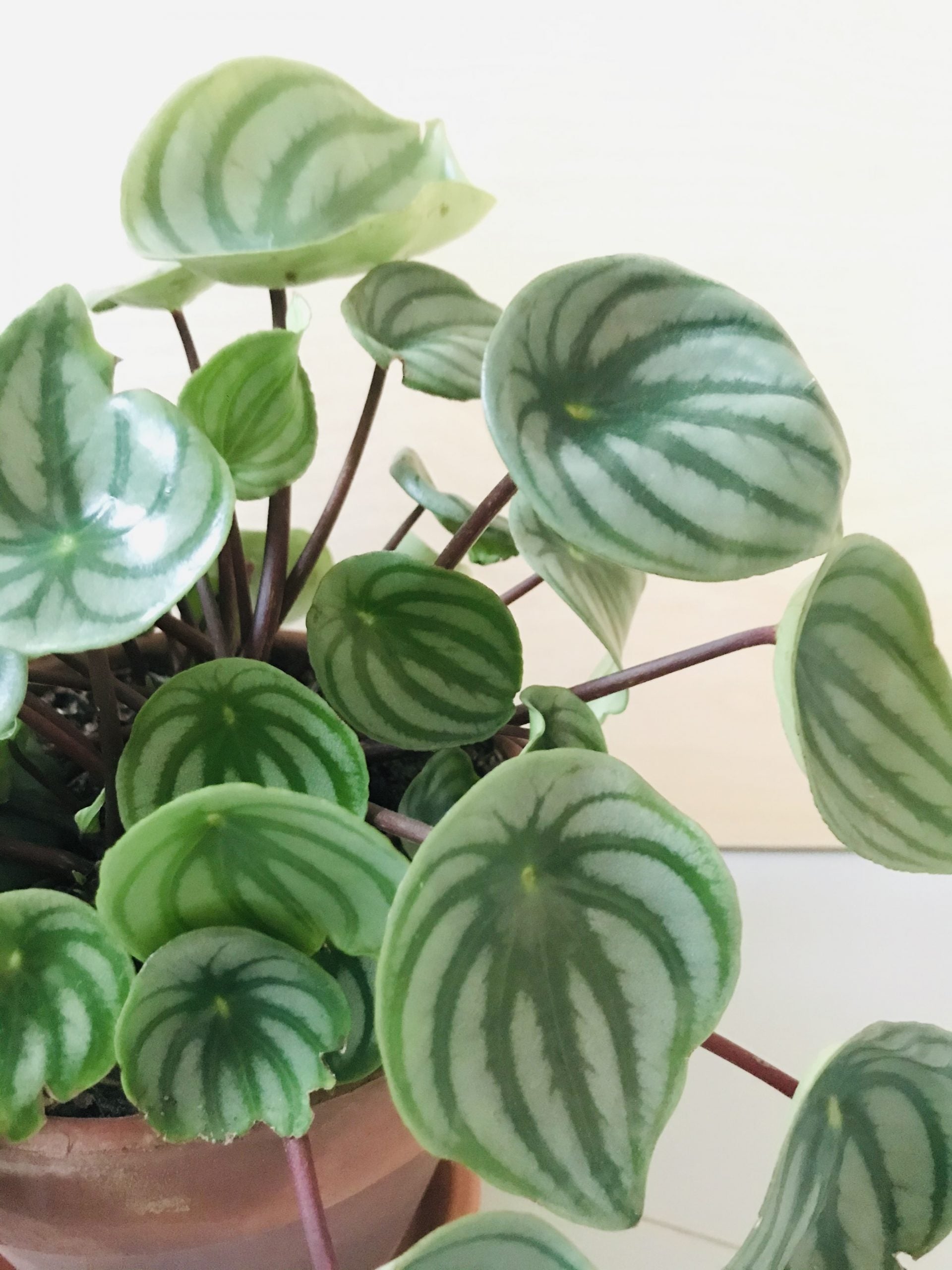 Peperomia Argyreia (watermelon)