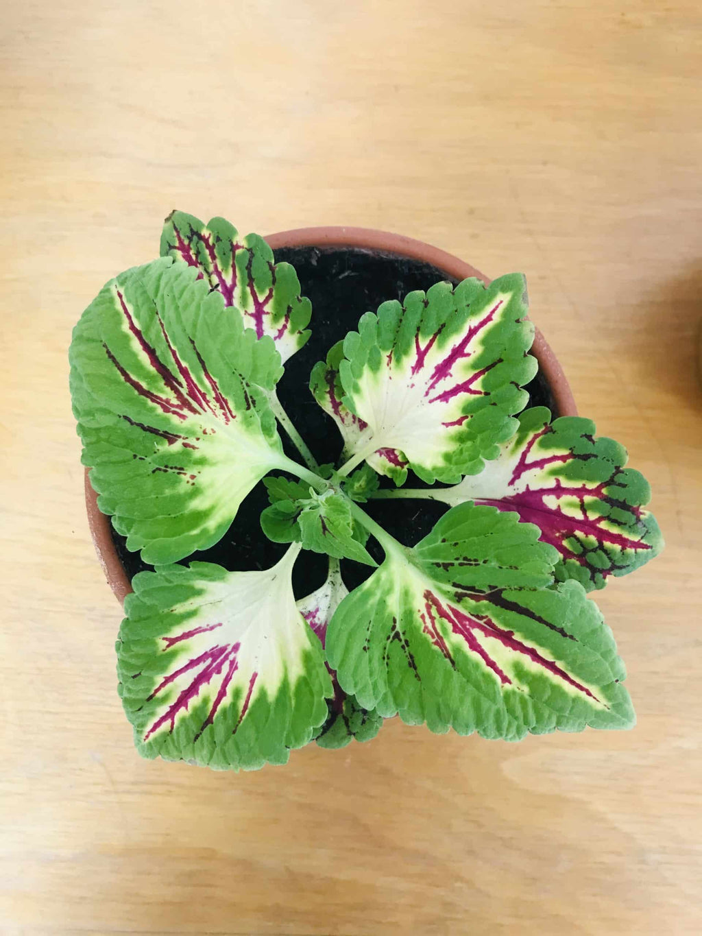 Coleus (siernetel) (ongeworteld)