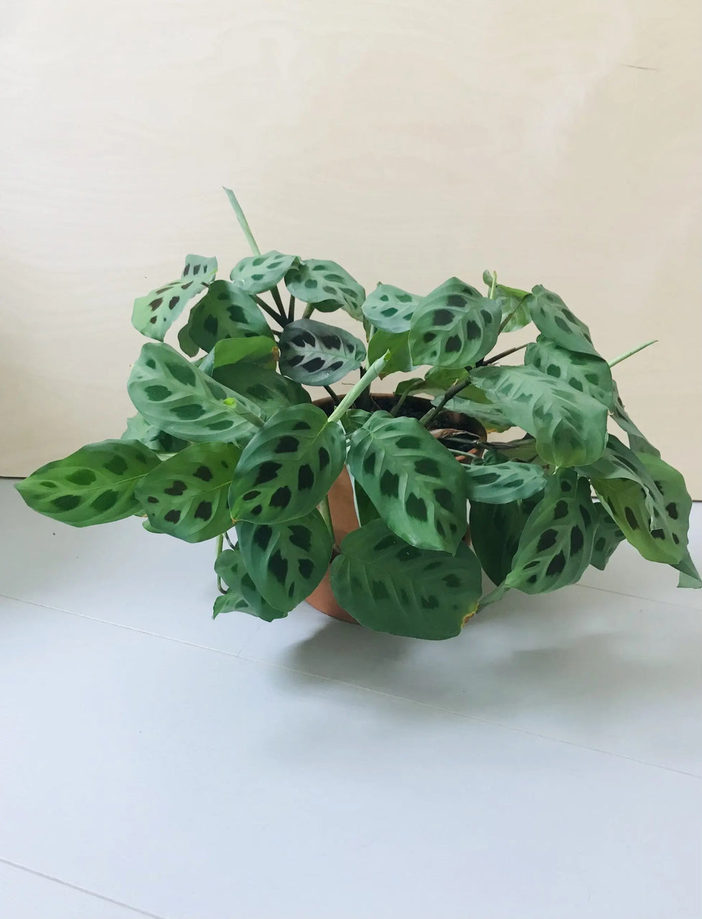 Maranta Leuconeura Kerchoveana