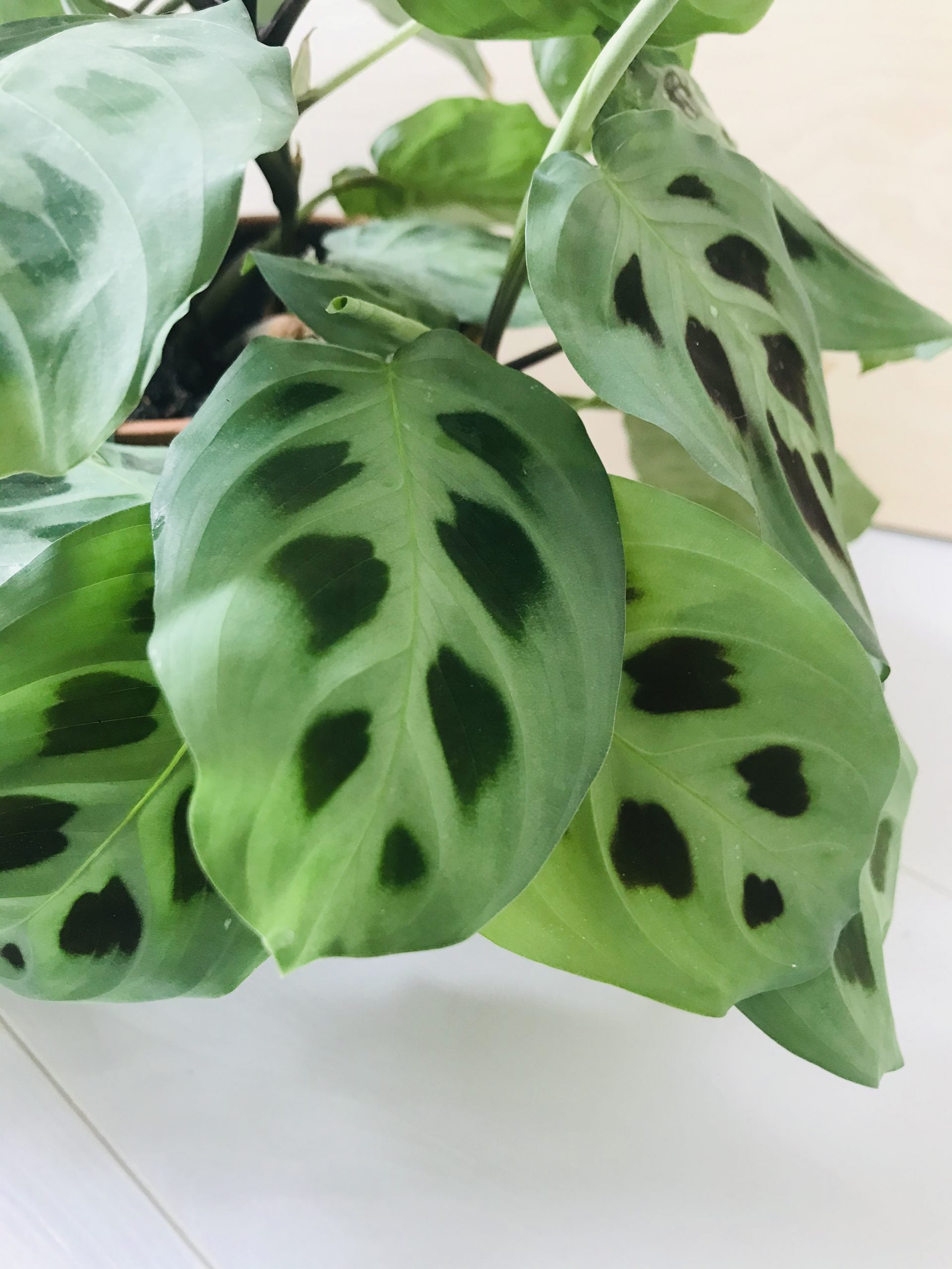 Maranta Leuconeura Kerchoveana