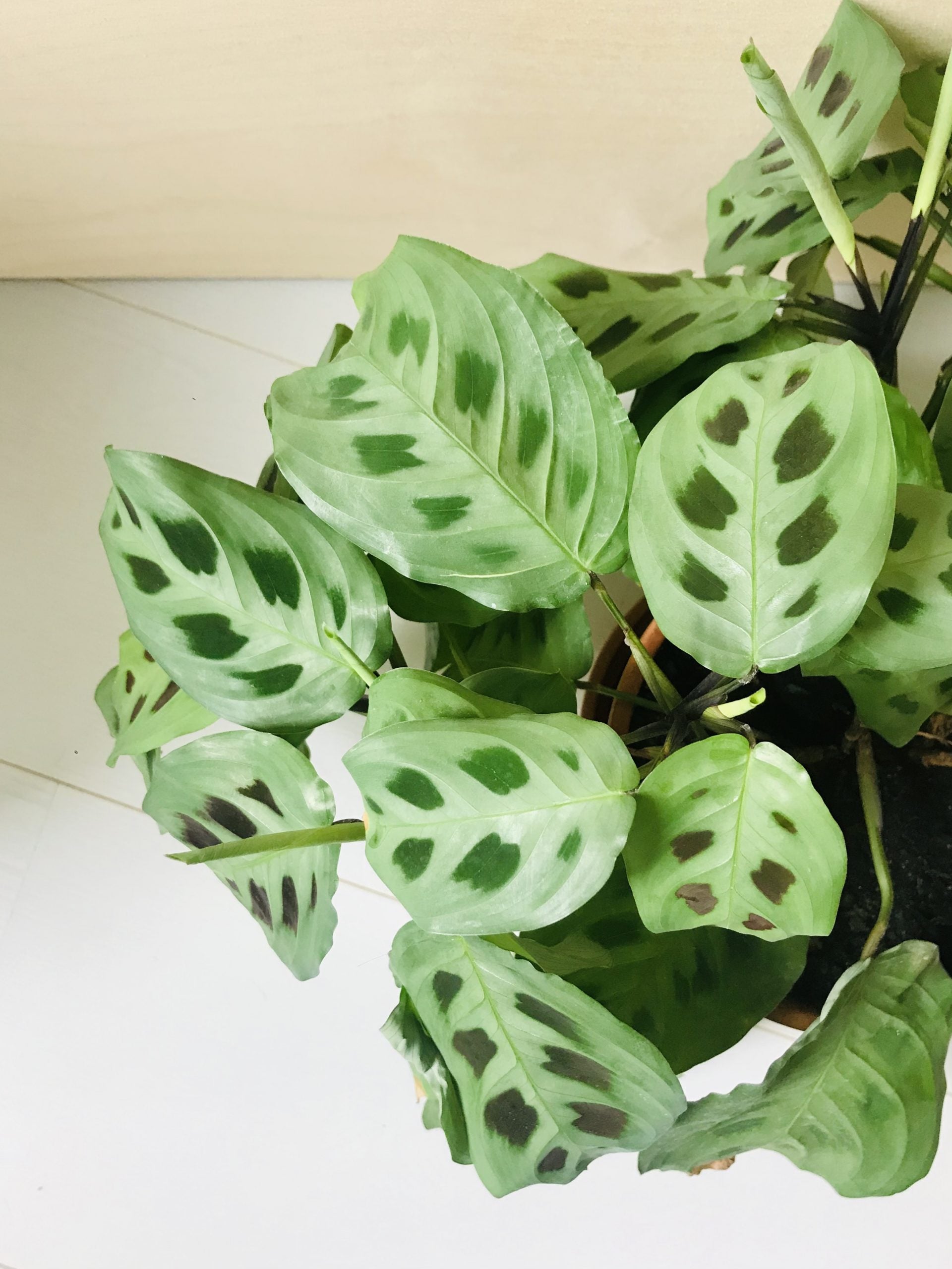 Maranta Leuconeura Kerchoveana
