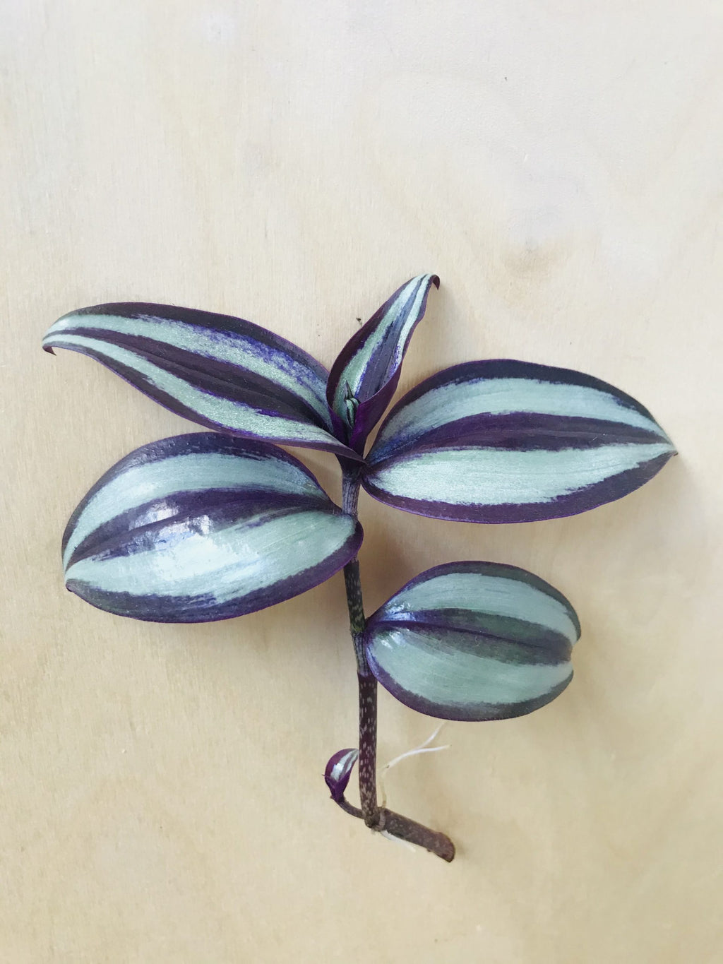 Tradescantia Zebrina 'Silver Plus' (vaderplant)