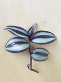 Tradescantia Zebrina 'Silver Plus' (vaderplant)
