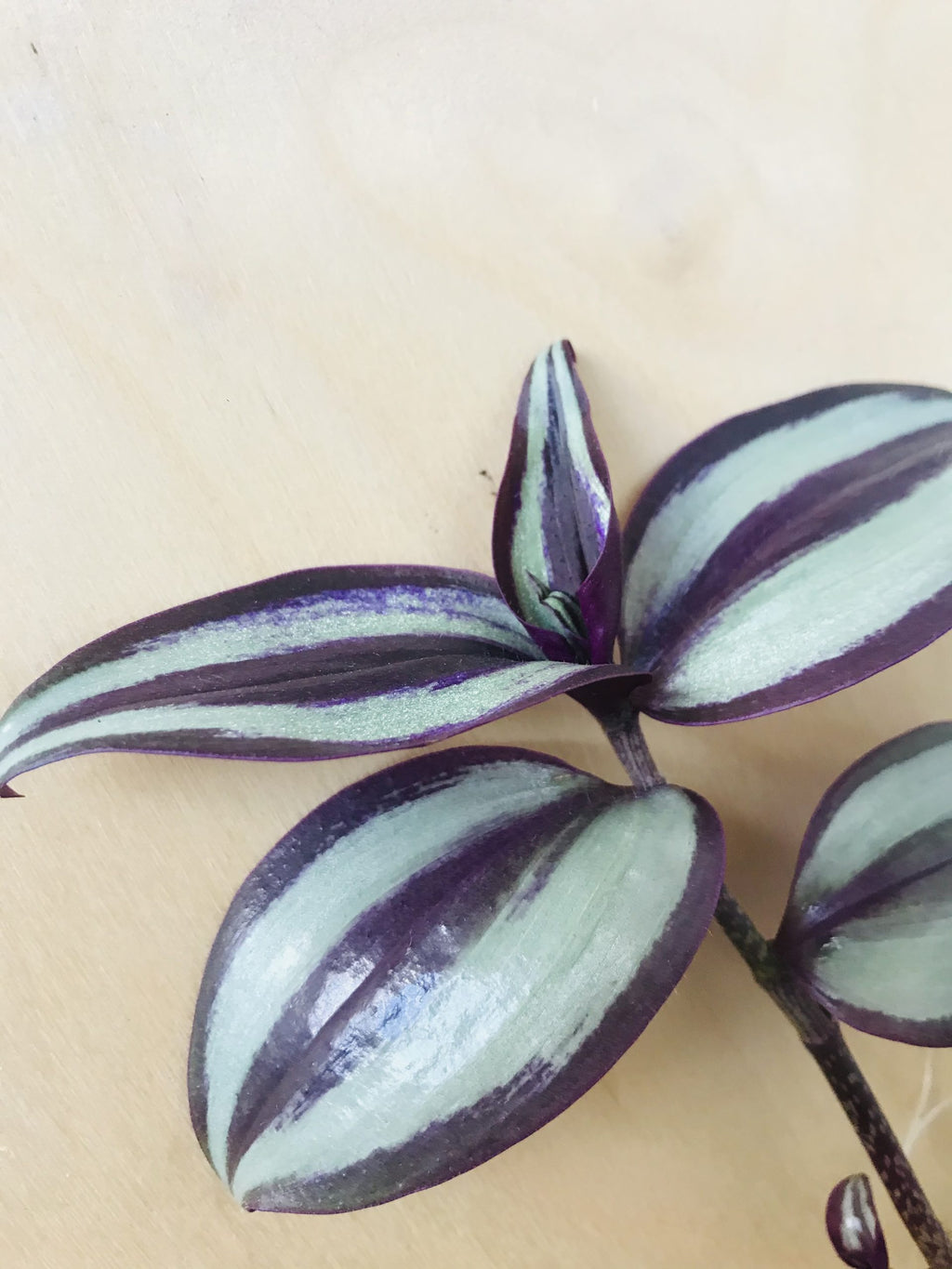 Tradescantia Zebrina 'Silver Plus' (vaderplant)