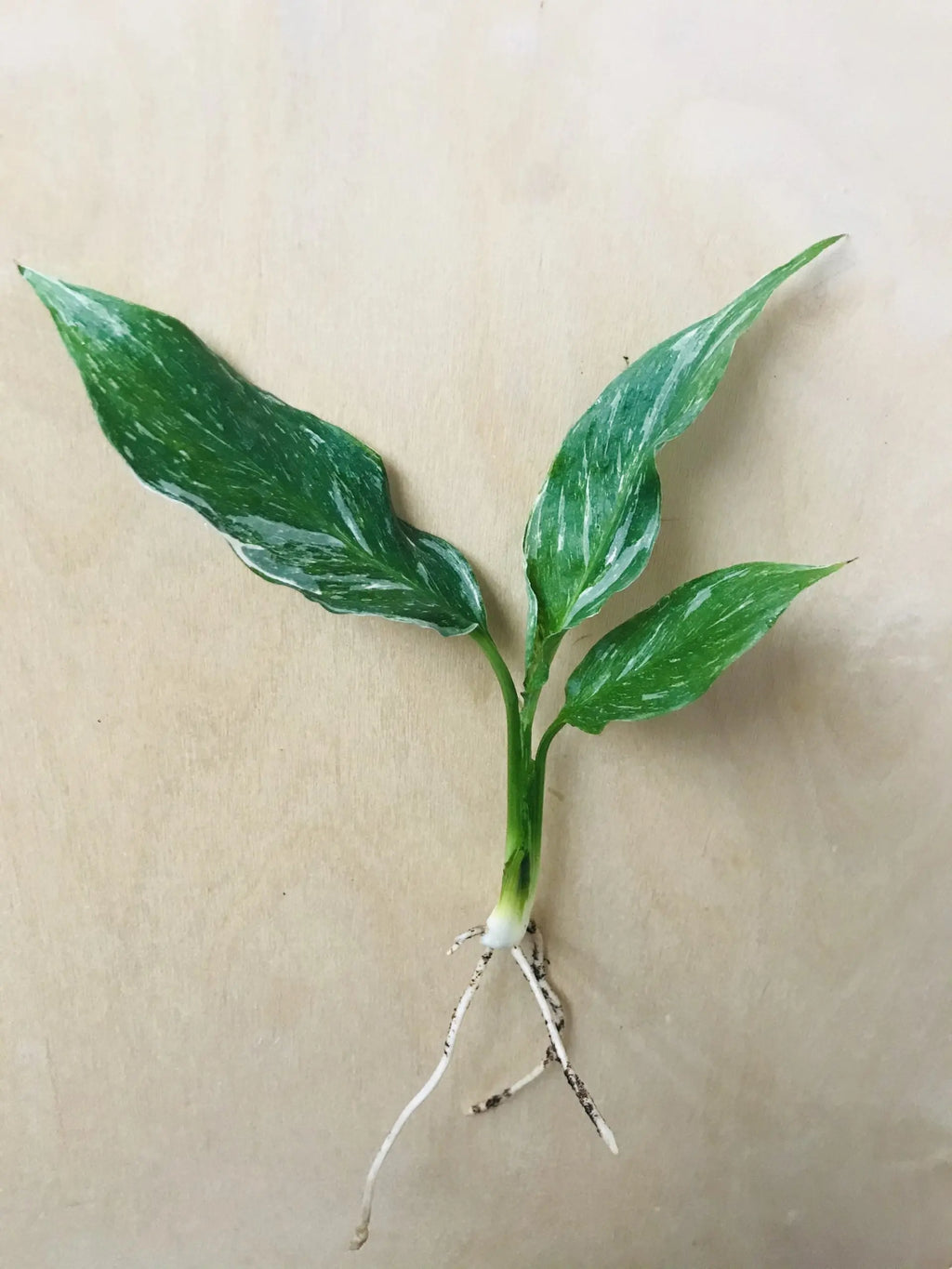Spathiphyllum Diamond Variegata (lepelplant)