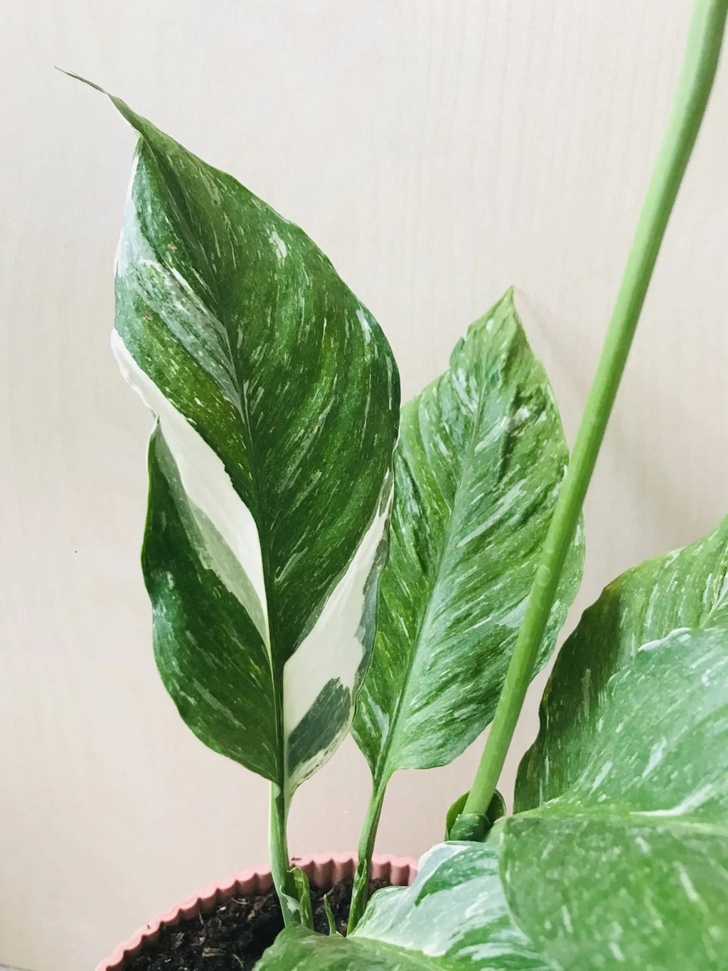 Spathiphyllum Diamond Variegata (lepelplant)