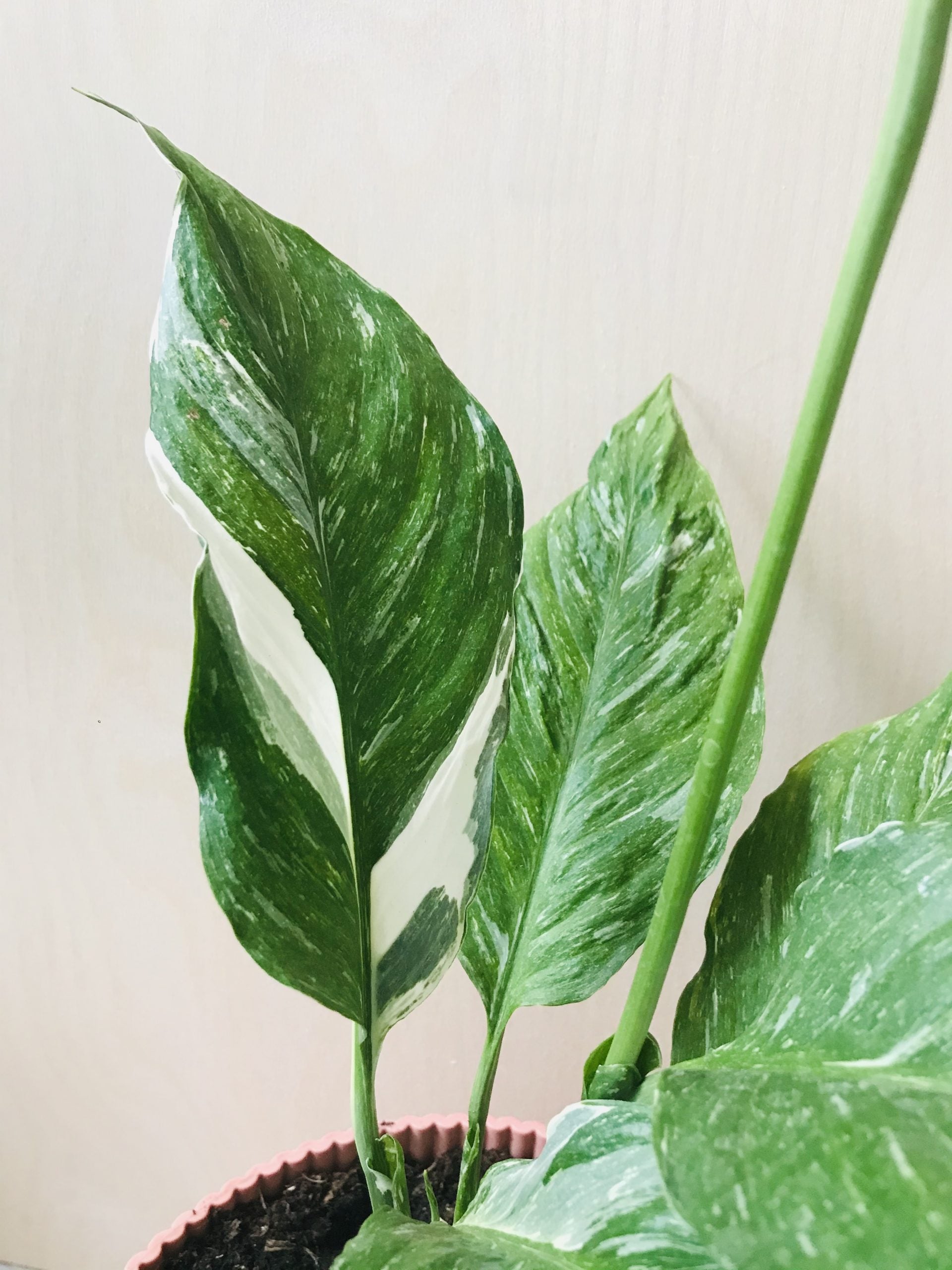 Spathiphyllum Diamond Variegata (lepelplant)