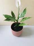 Spathiphyllum Diamond Variegata (lepelplant)