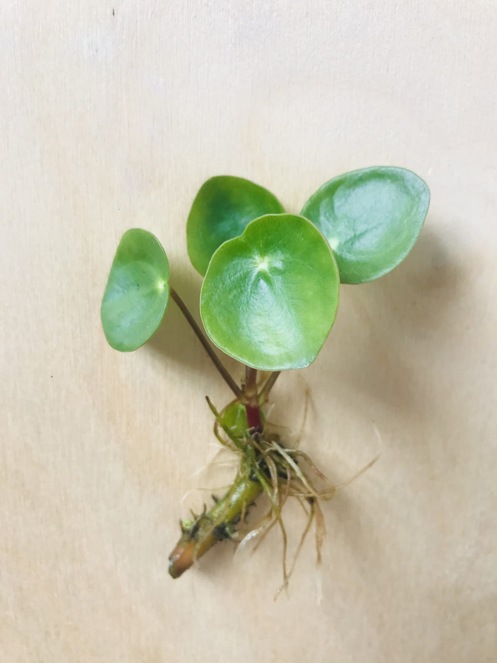 Pilea Peperomioides (pannenkoekplant)