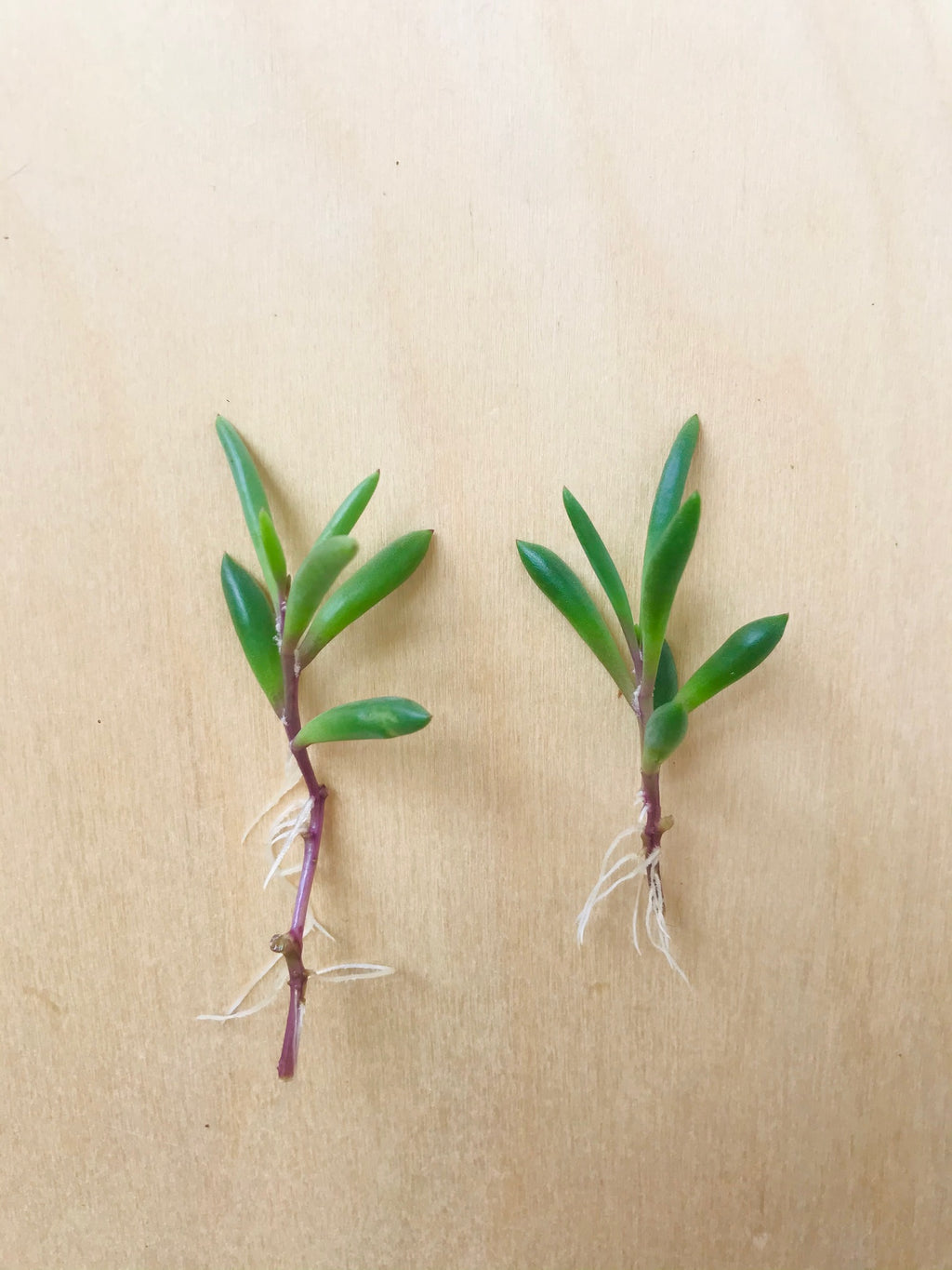 Senecio Herreianus Purple Flush