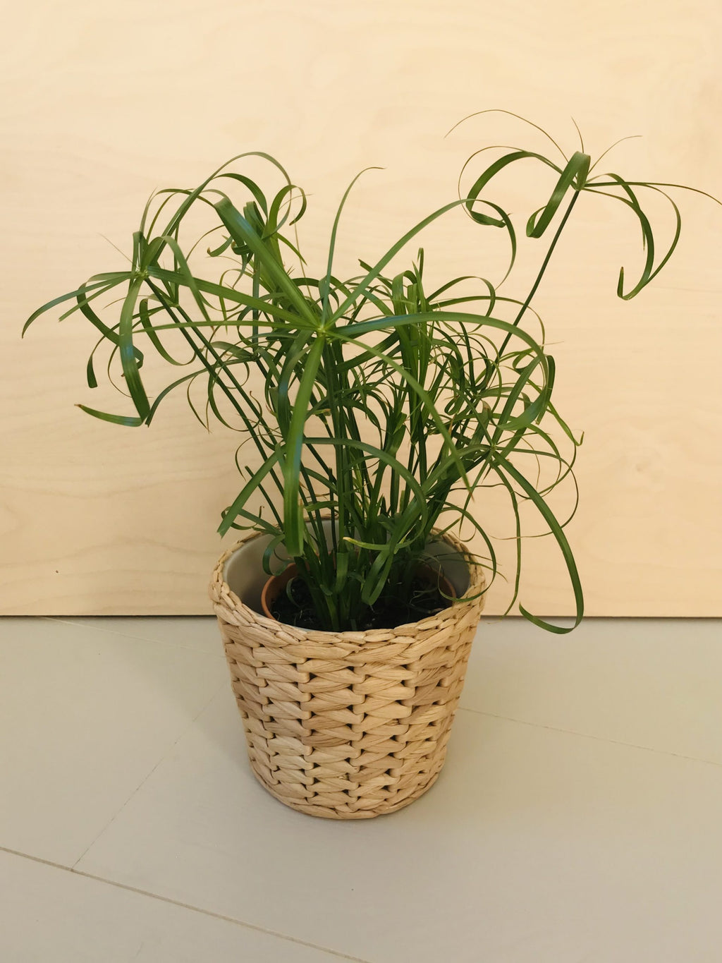 Cyperus Alternifolius (parapluplant)