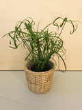 Cyperus Alternifolius (parapluplant)