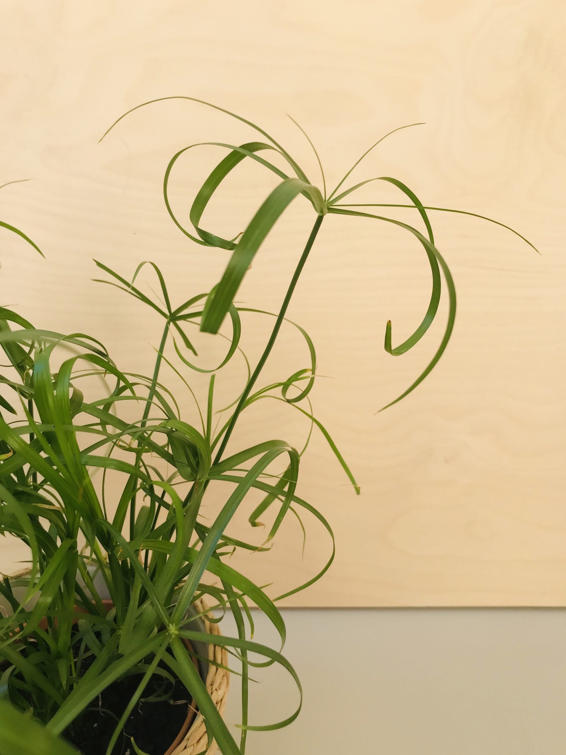 Cyperus Alternifolius (parapluplant)