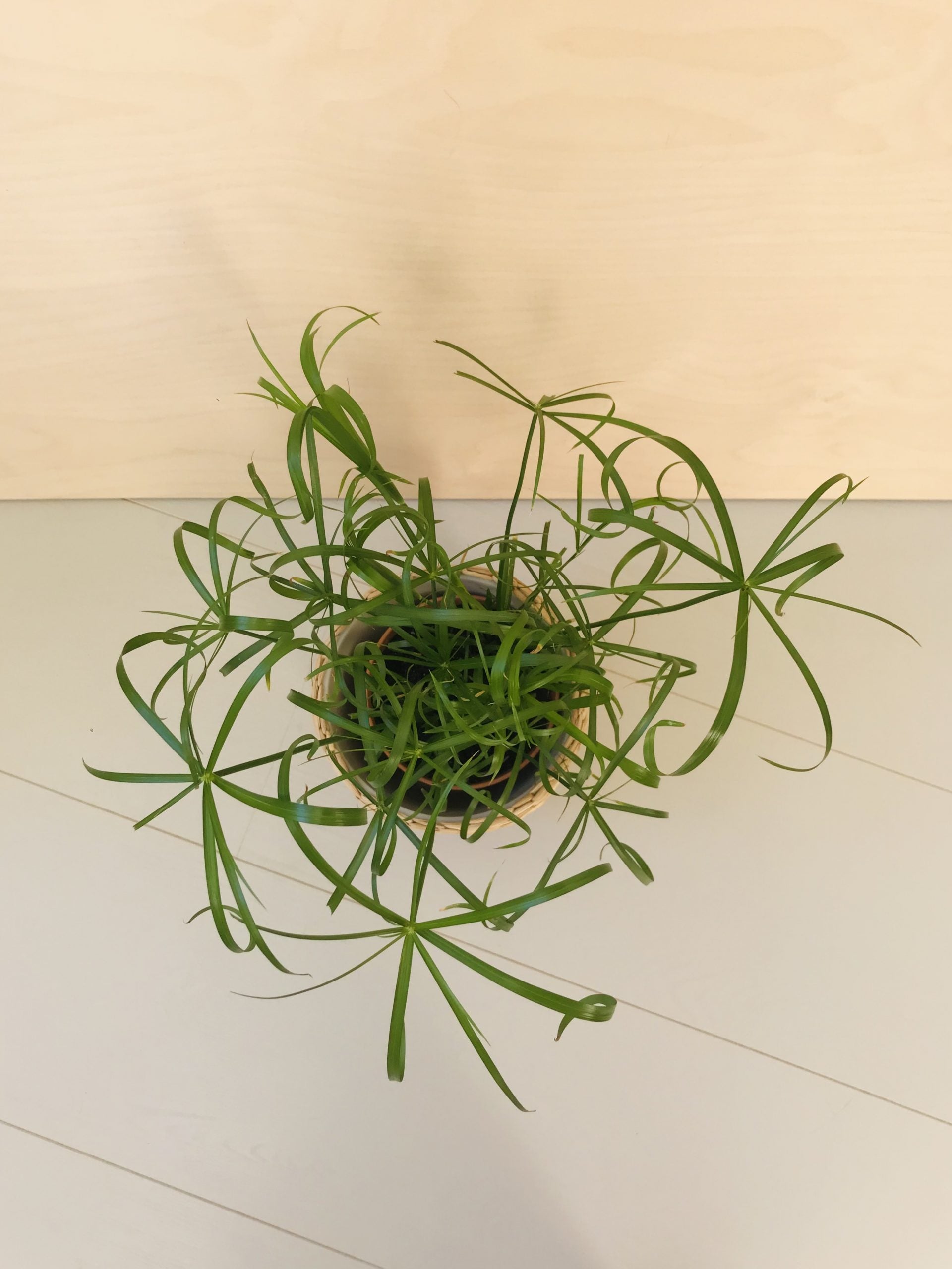 Cyperus Alternifolius (parapluplant)