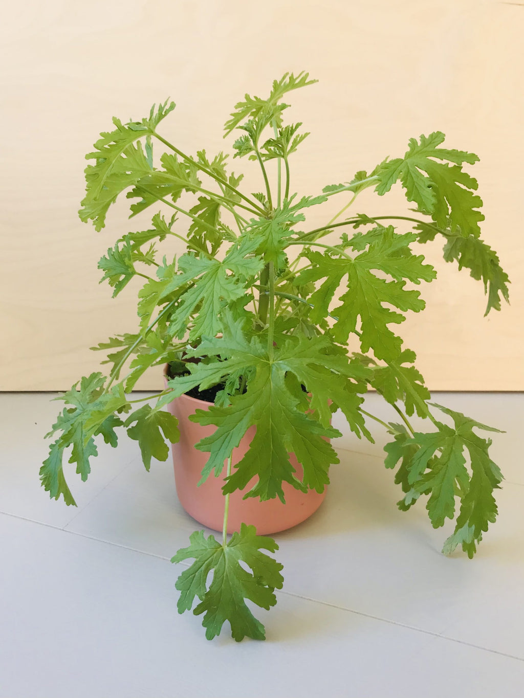 Pelargonium Graveolens (citroengeranium)