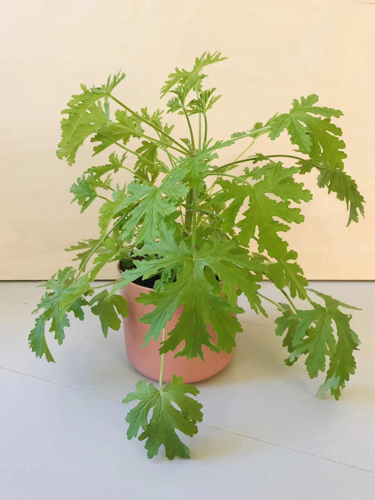 Neemolie - Natuurlijke insecticide voor planten