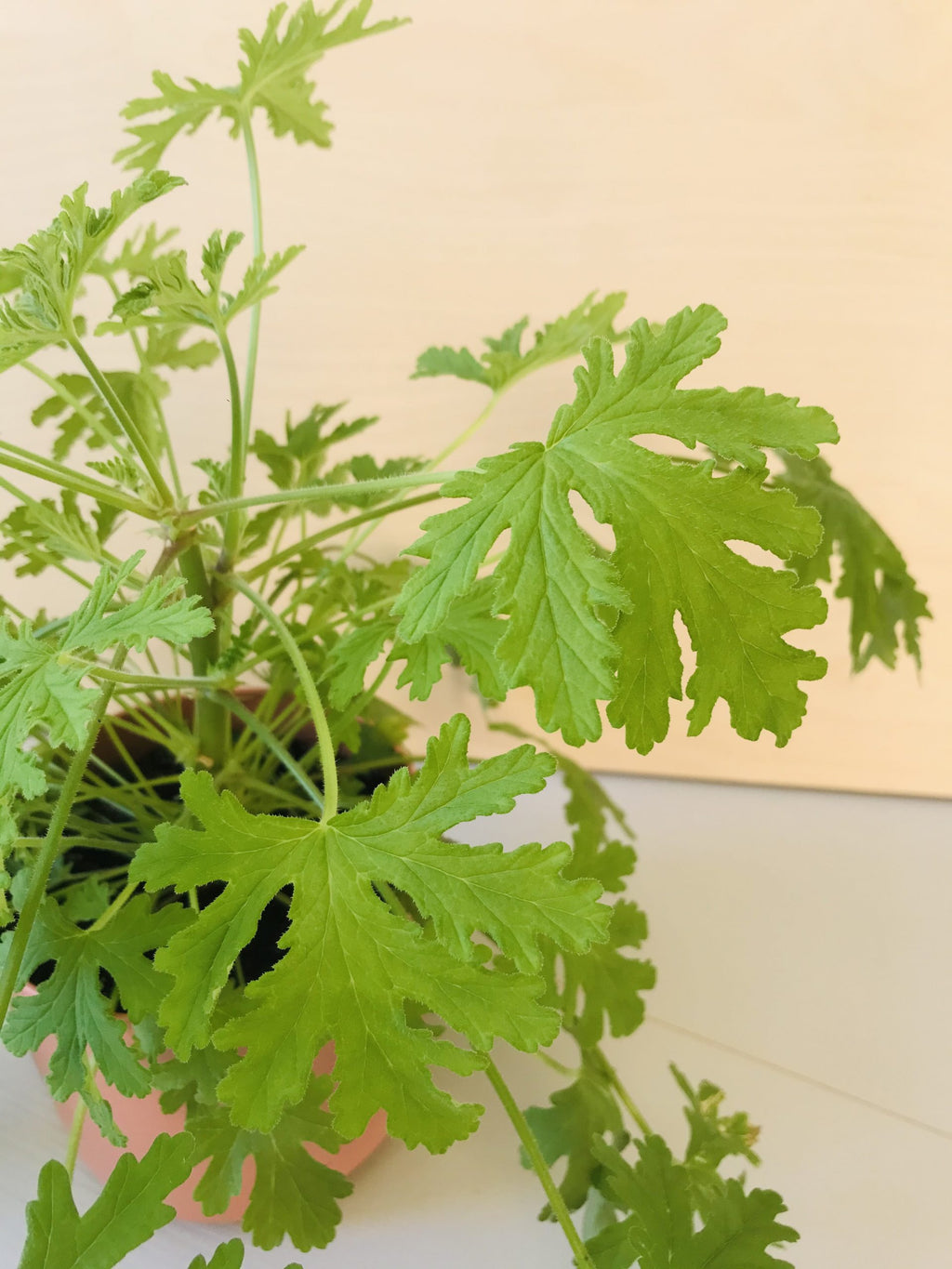 Pelargonium Graveolens (citroengeranium)