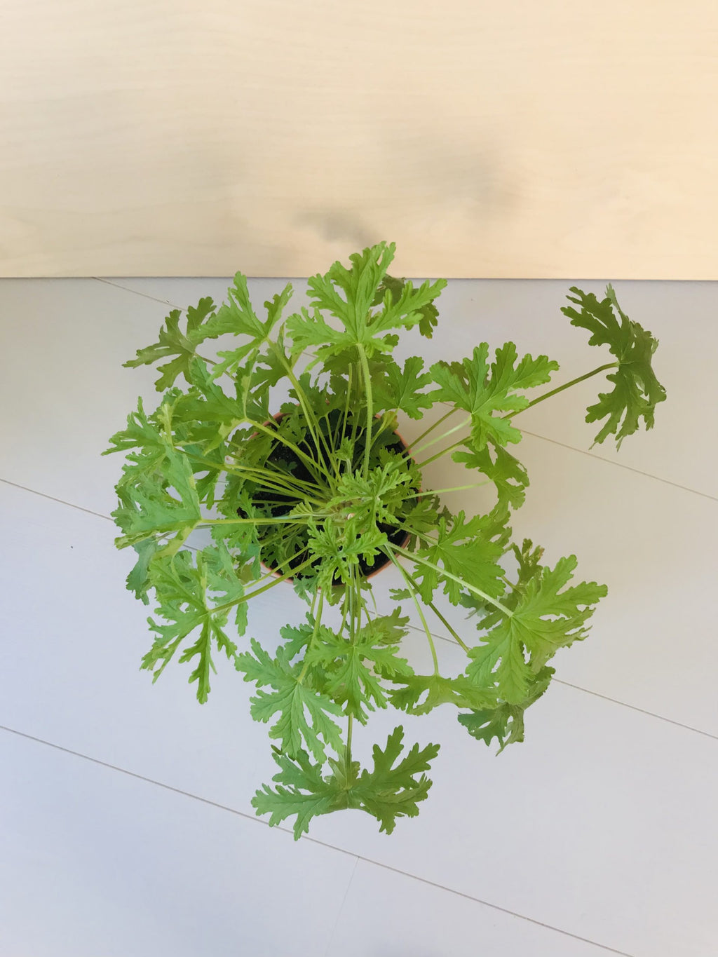 Pelargonium Graveolens (citroengeranium)