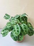 Maranta Leuconeura Kerchoveana Variegata