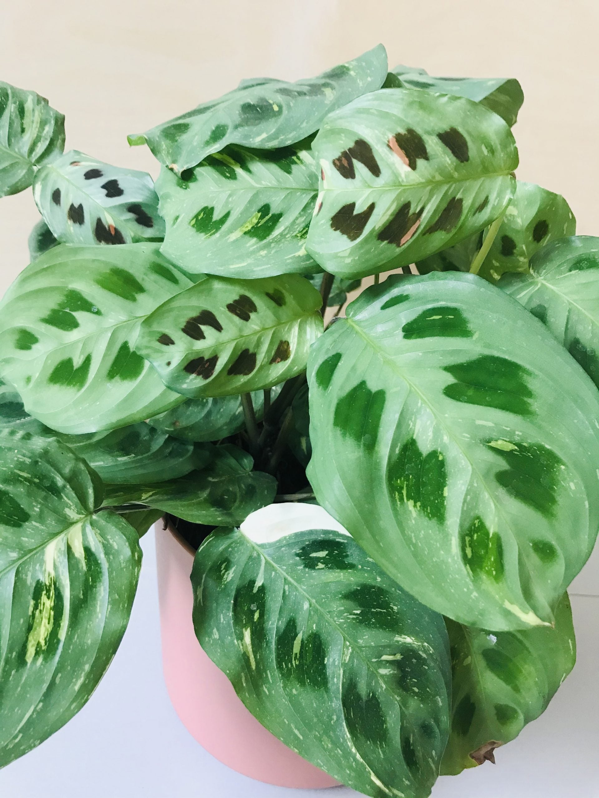 Maranta Leuconeura Kerchoveana Variegata