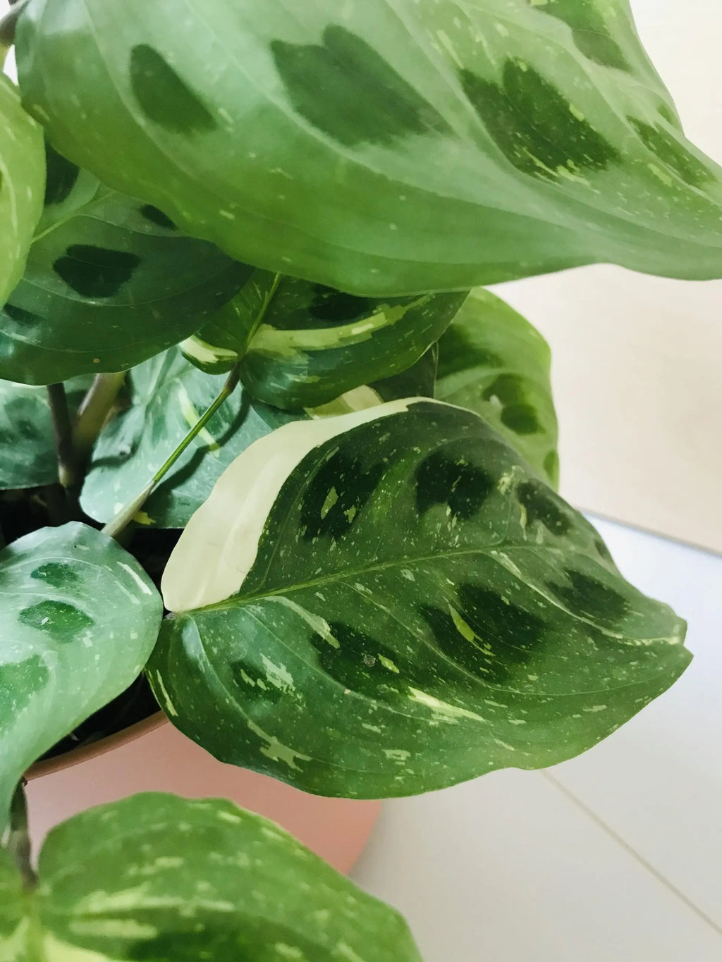 Maranta Leuconeura Kerchoveana Variegata