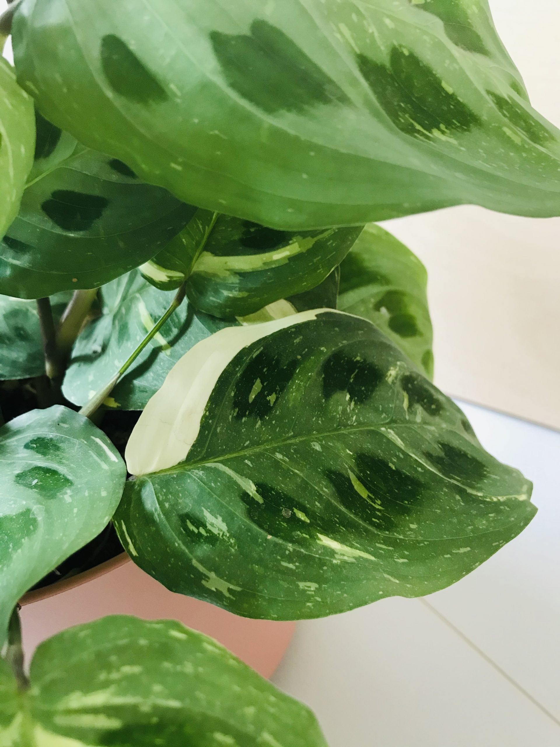 Maranta Leuconeura Kerchoveana Variegata