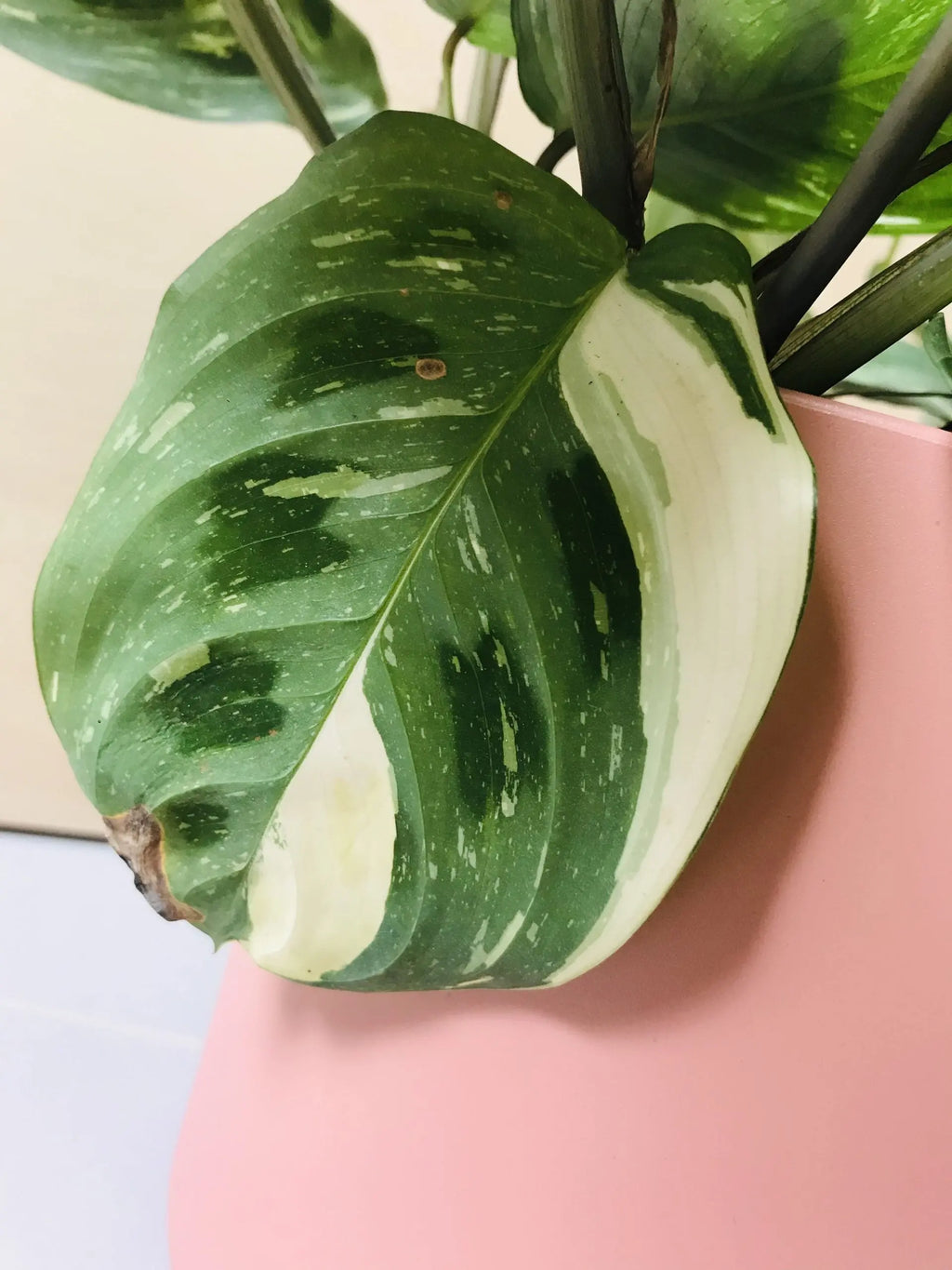 Maranta Leuconeura Kerchoveana Variegata