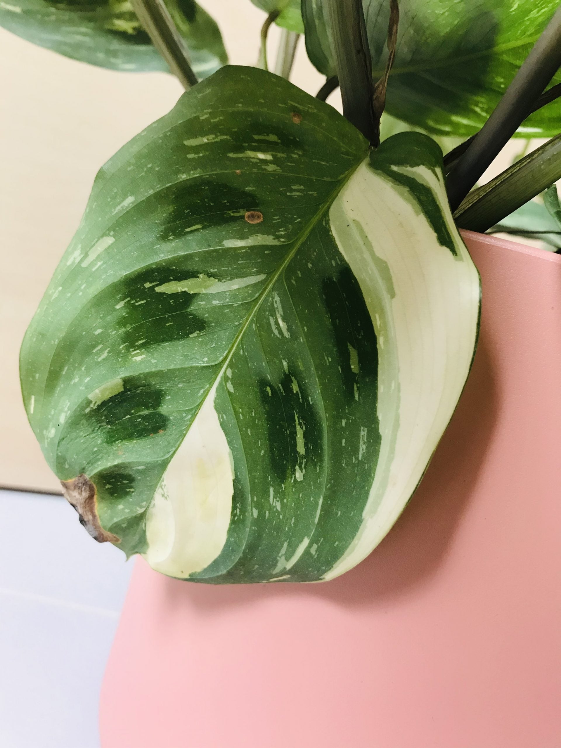 Maranta Leuconeura Kerchoveana Variegata