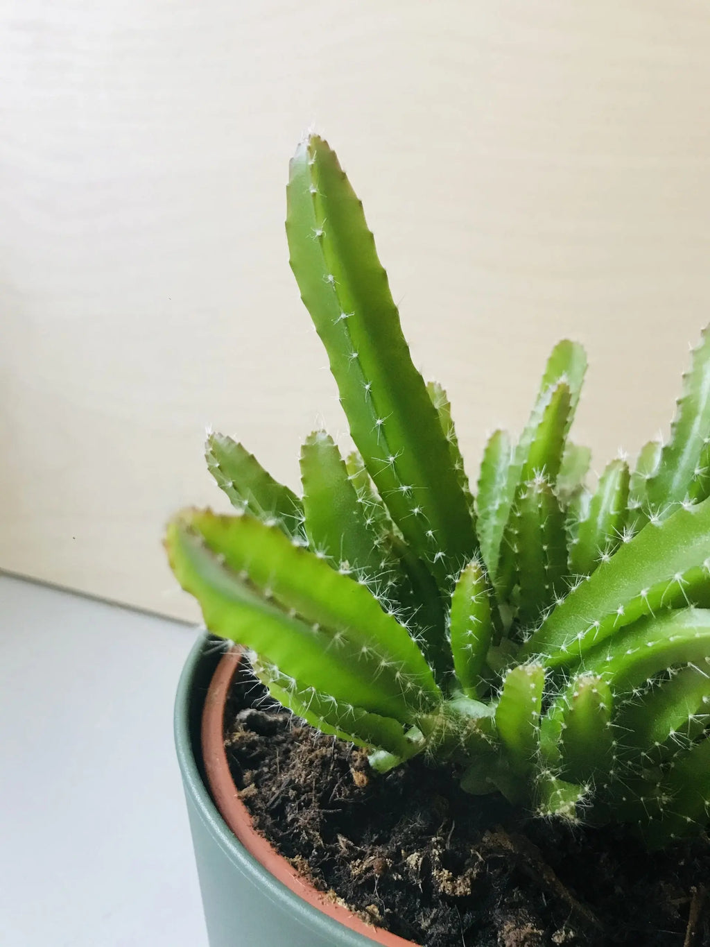 Hylocereus Undatus (drakenvrucht)