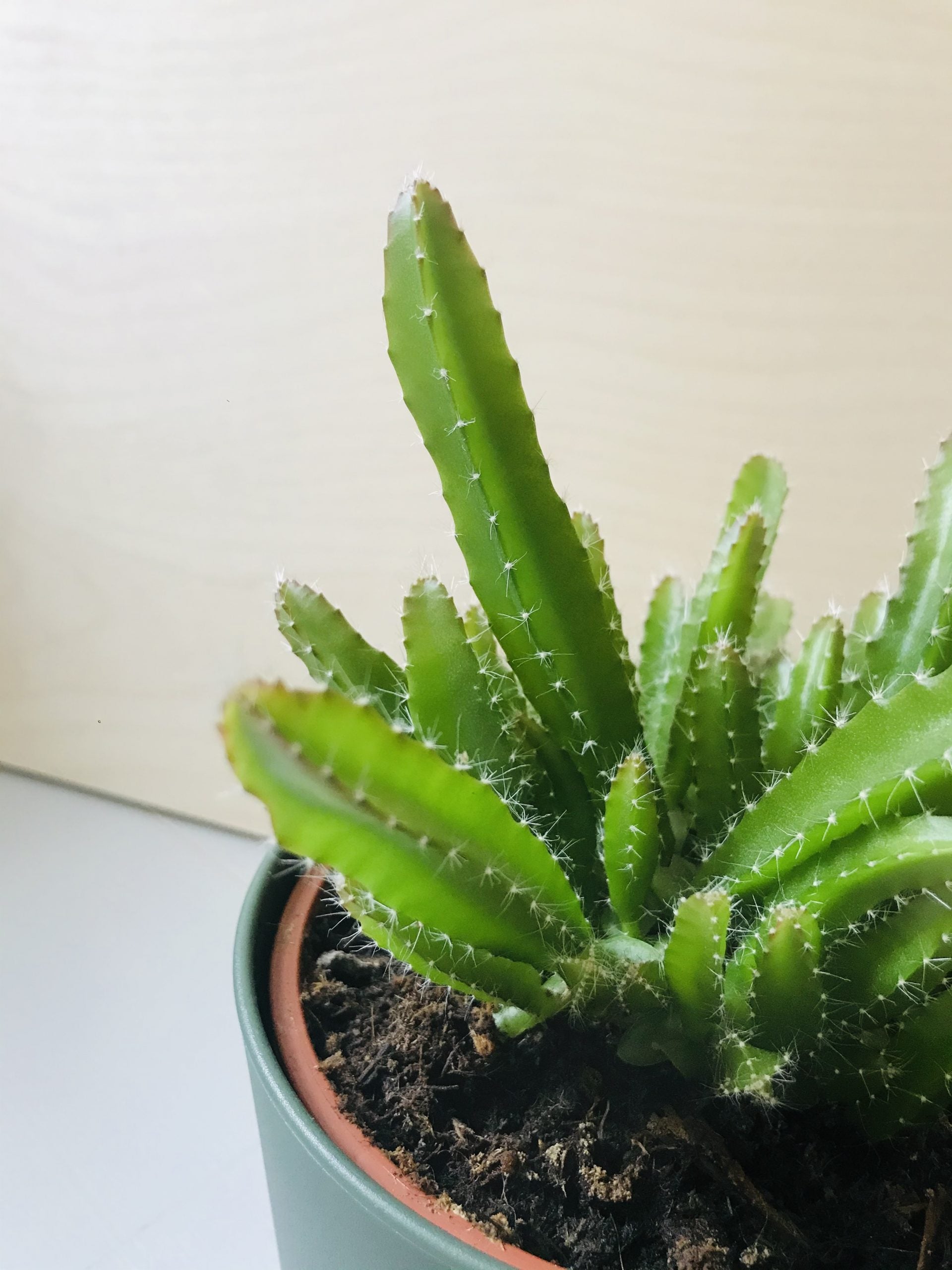 Hylocereus Undatus (drakenvrucht)