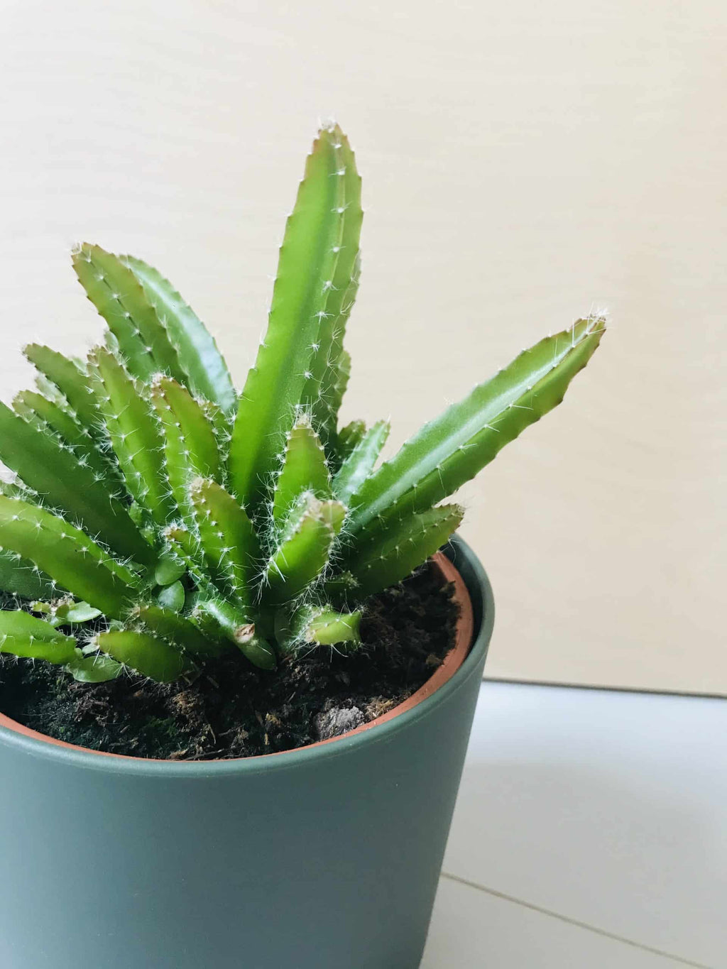 Hylocereus Undatus (drakenvrucht)