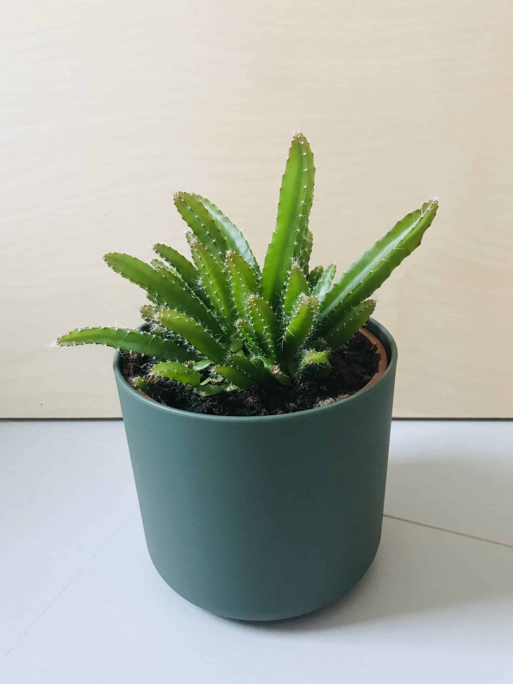 Hylocereus Undatus (drakenvrucht)