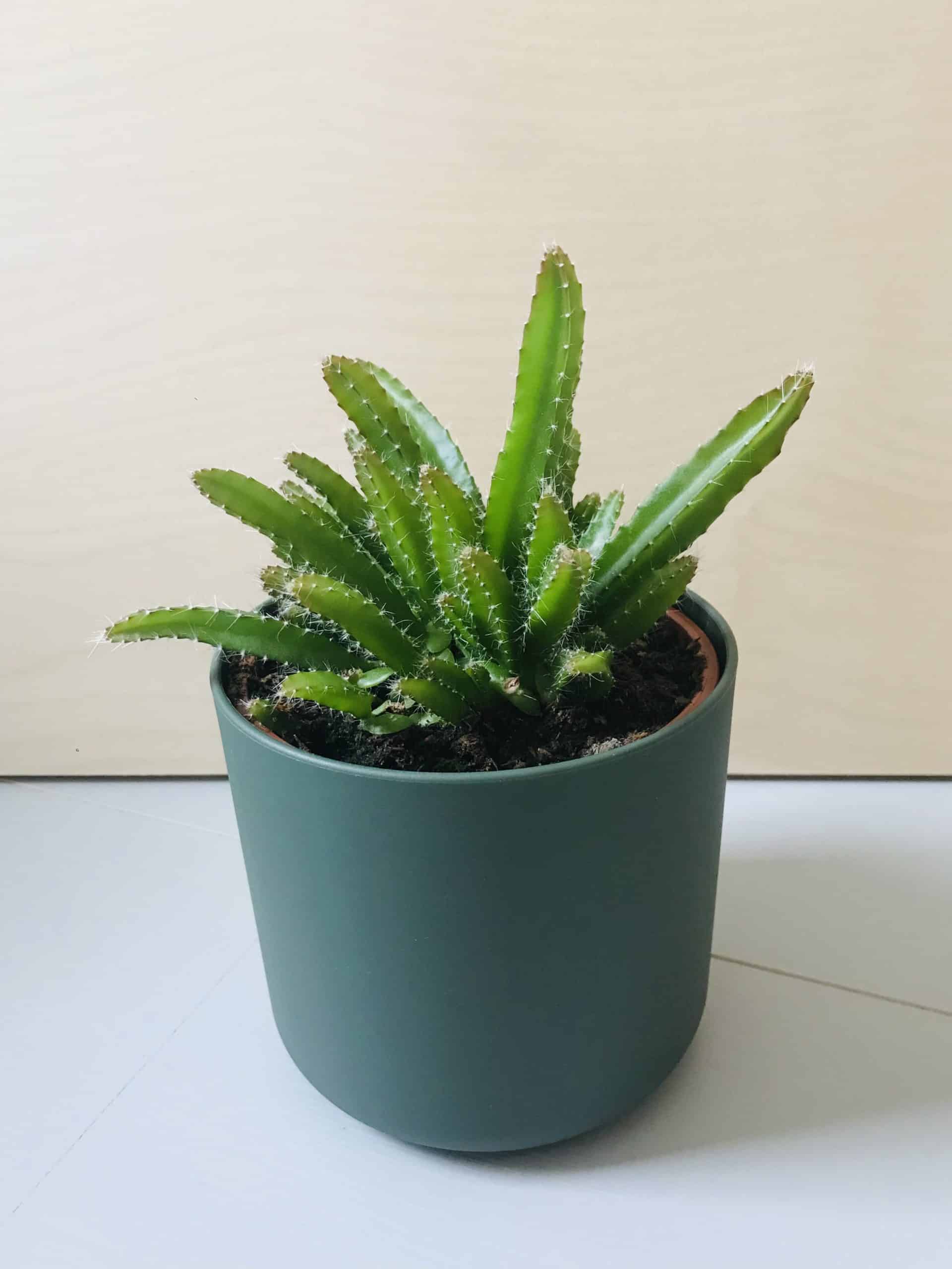 Hylocereus Undatus (drakenvrucht)