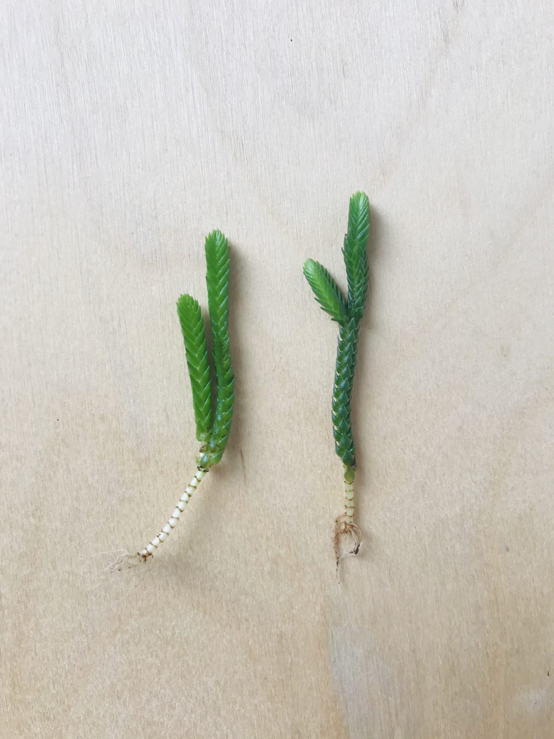 Crassula Harmony in Green