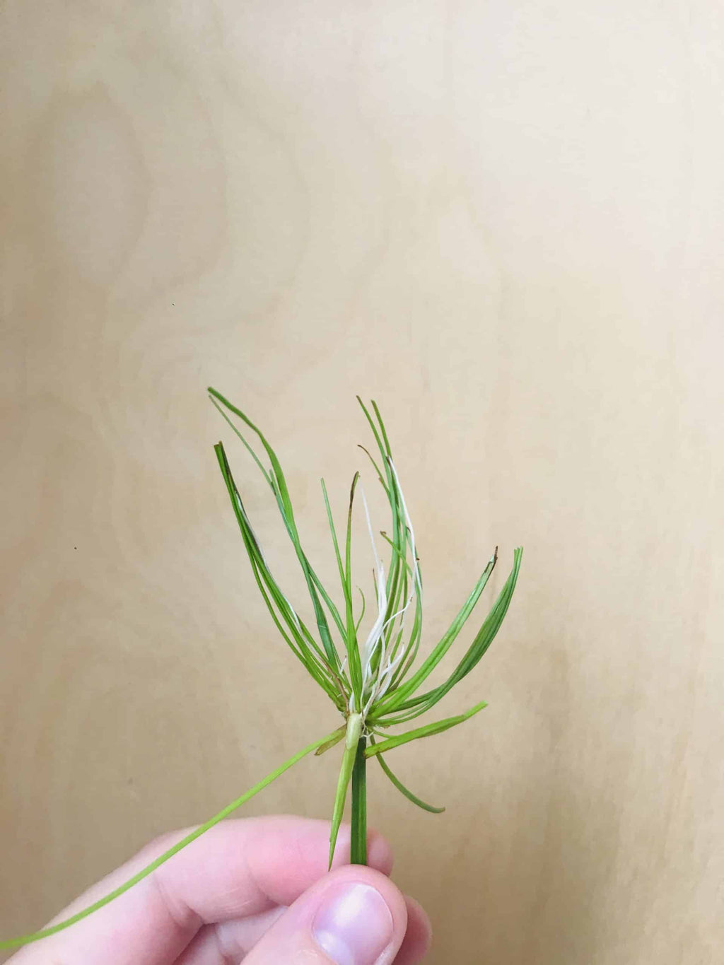 Cyperus Haspan (dwergpapyrus)