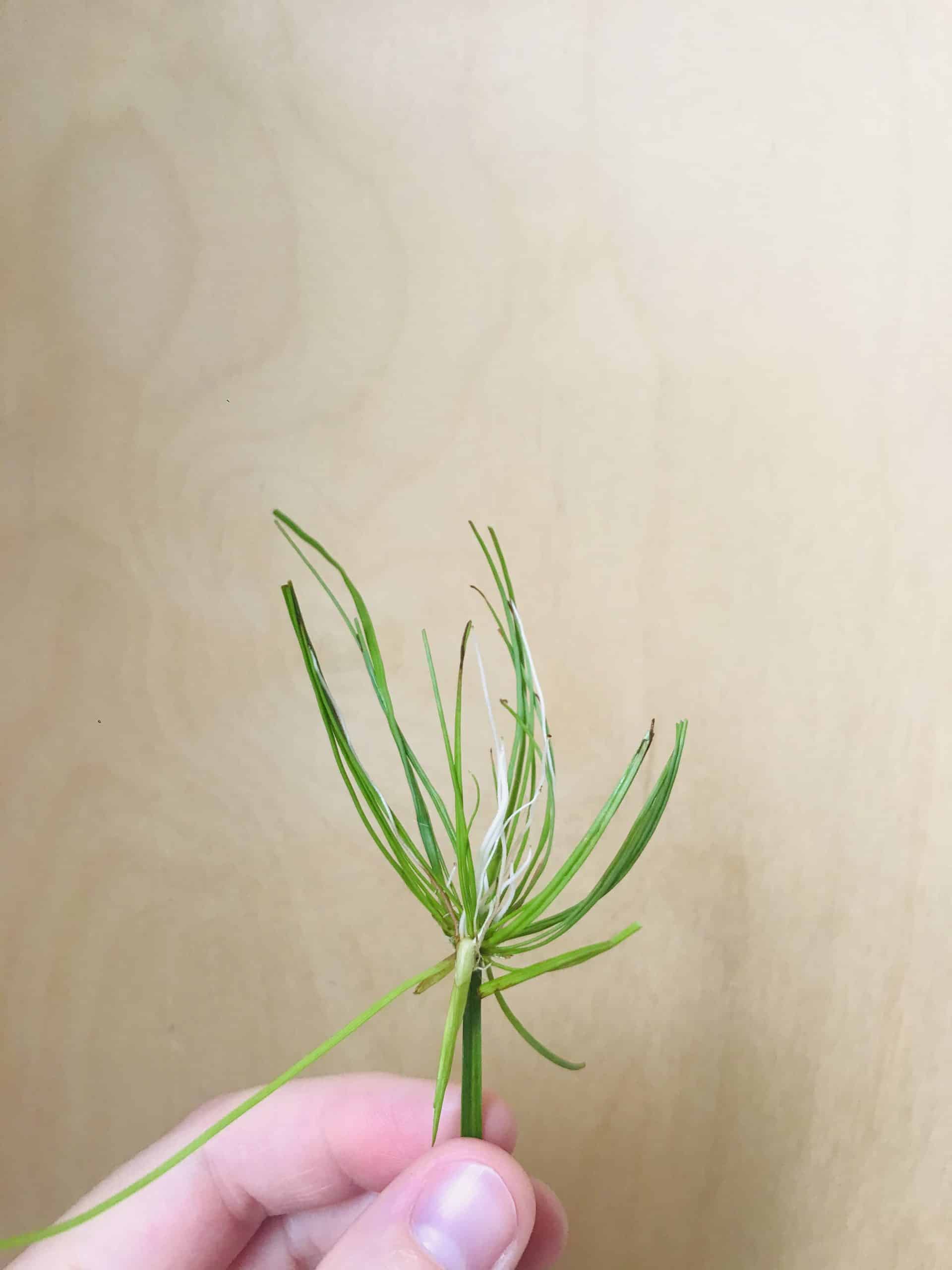 Cyperus Haspan (dwergpapyrus)