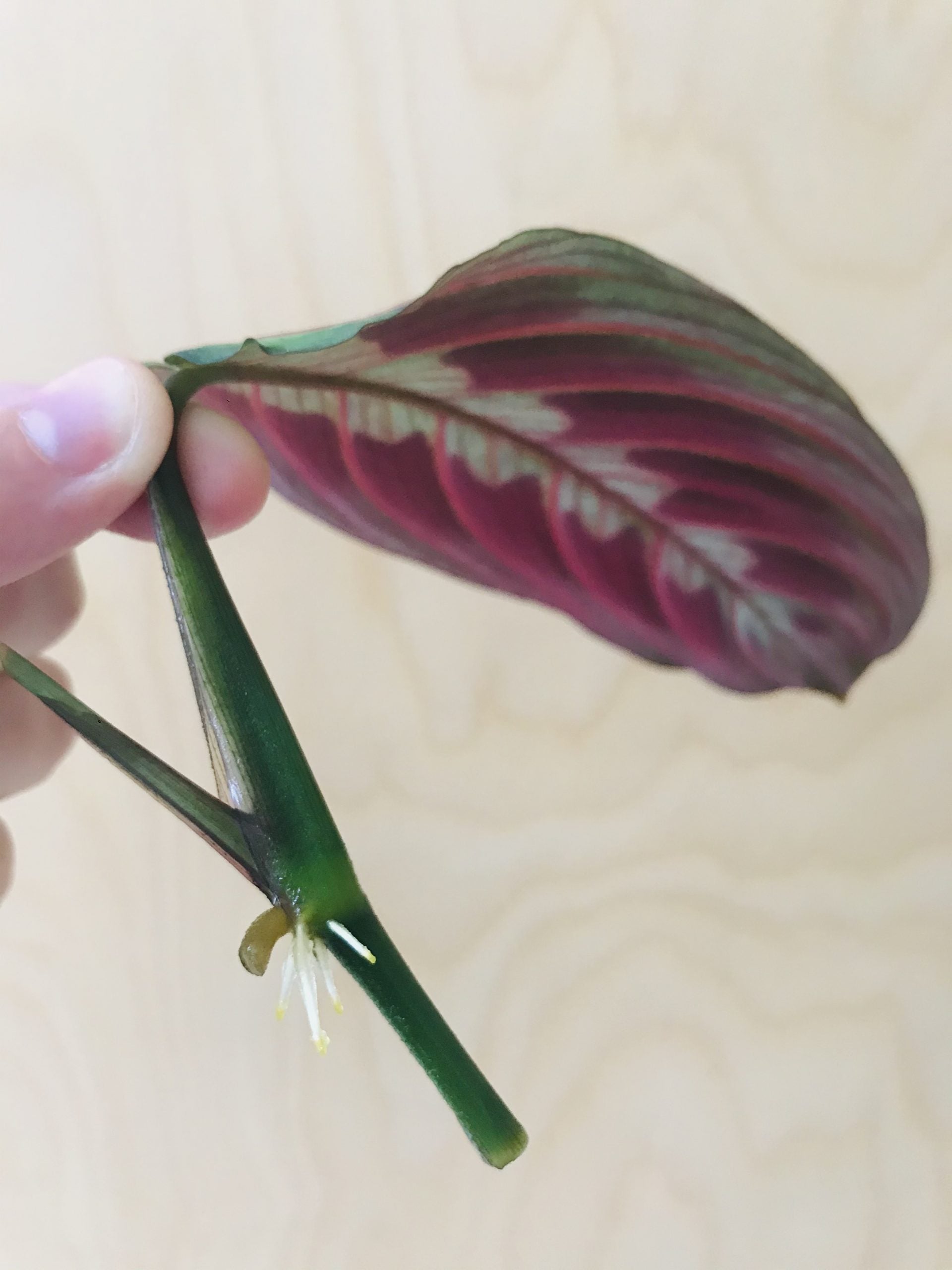 Maranta Leuconeura 'Fascinator Tricolor'