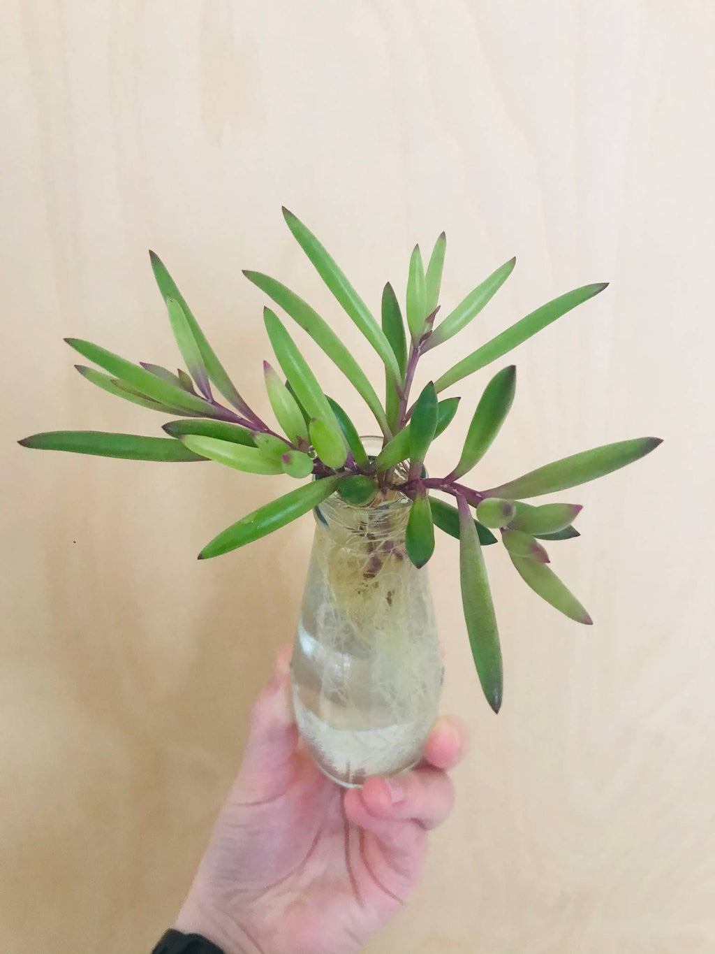 Senecio Herreianus Purple Flush