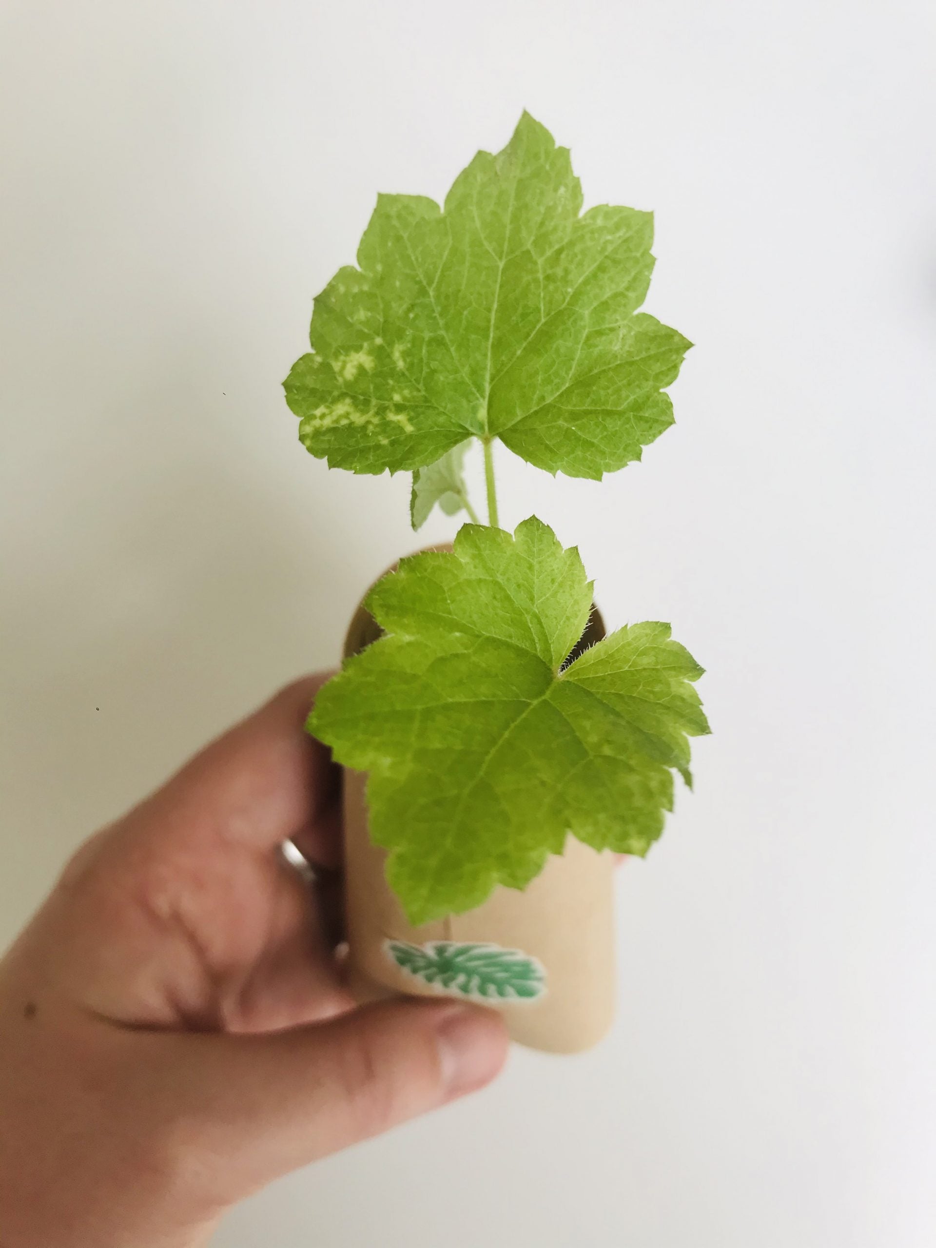 Tolmiea Menziesii (kindje op moeders schoot)